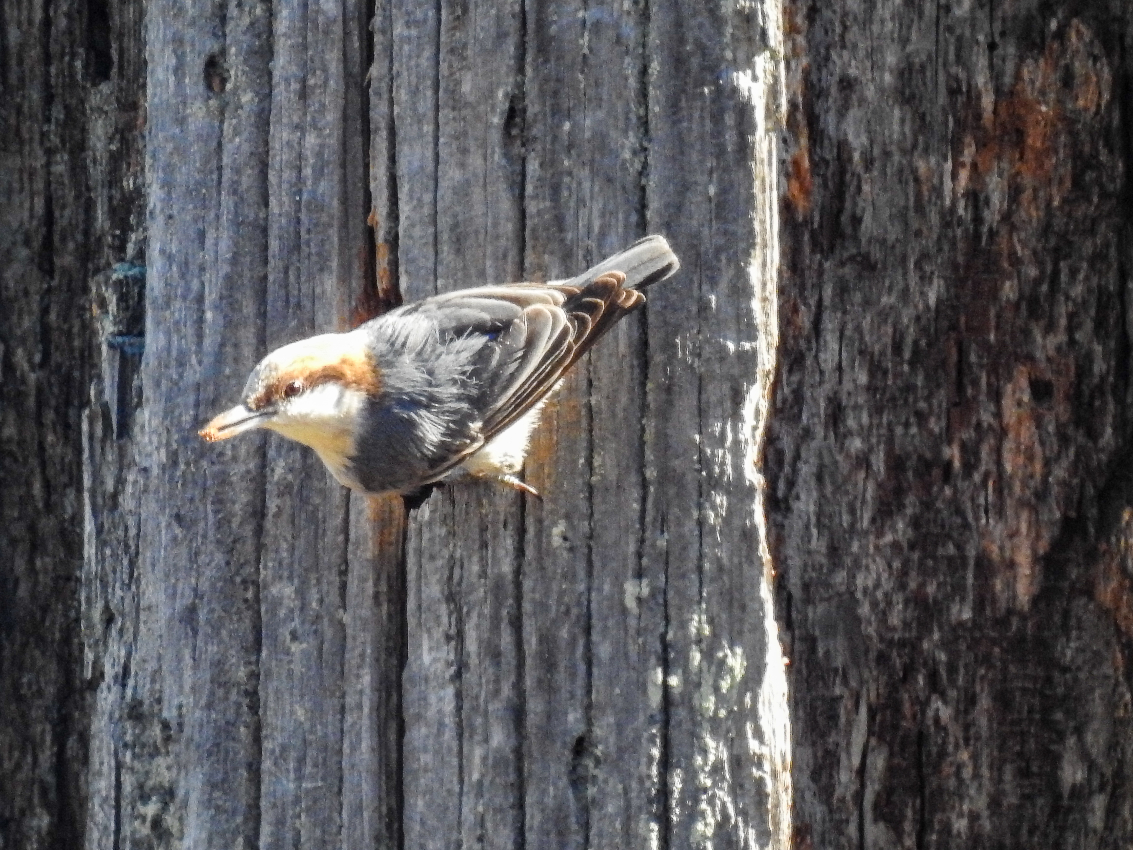 Brown-headed Nuthatch