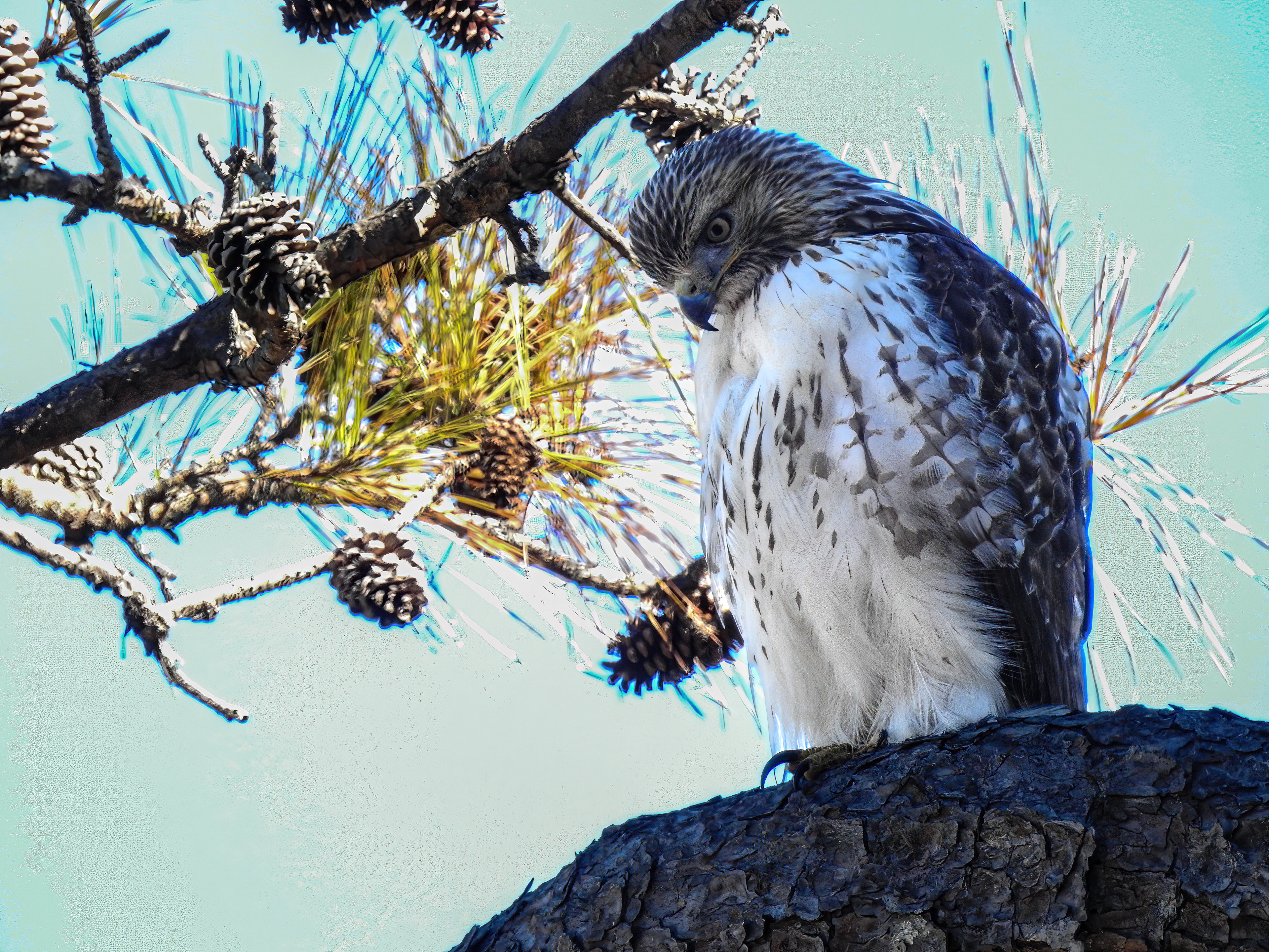 Red-tailed Hawk