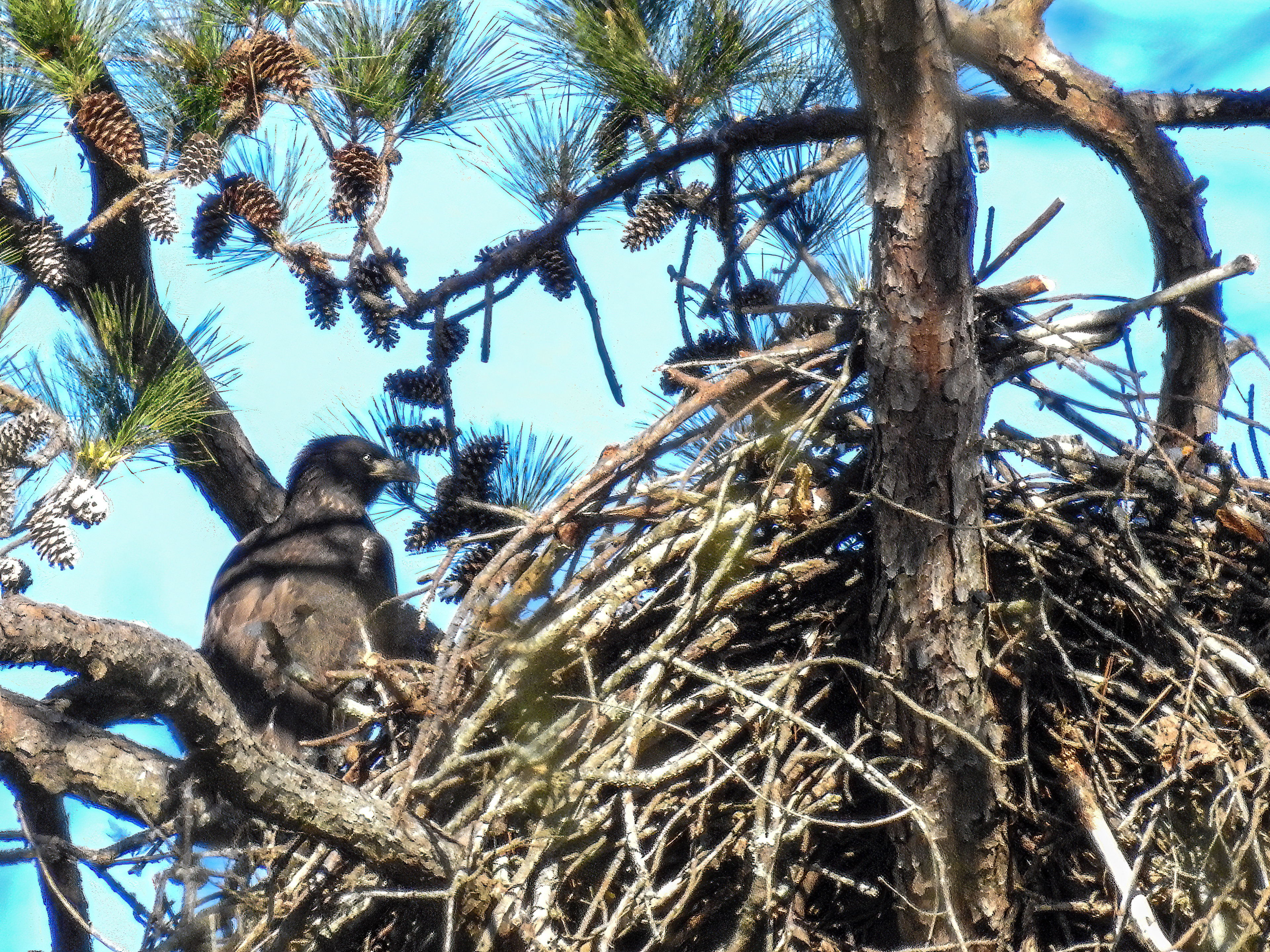 Juvenile Bald Eagle on nest