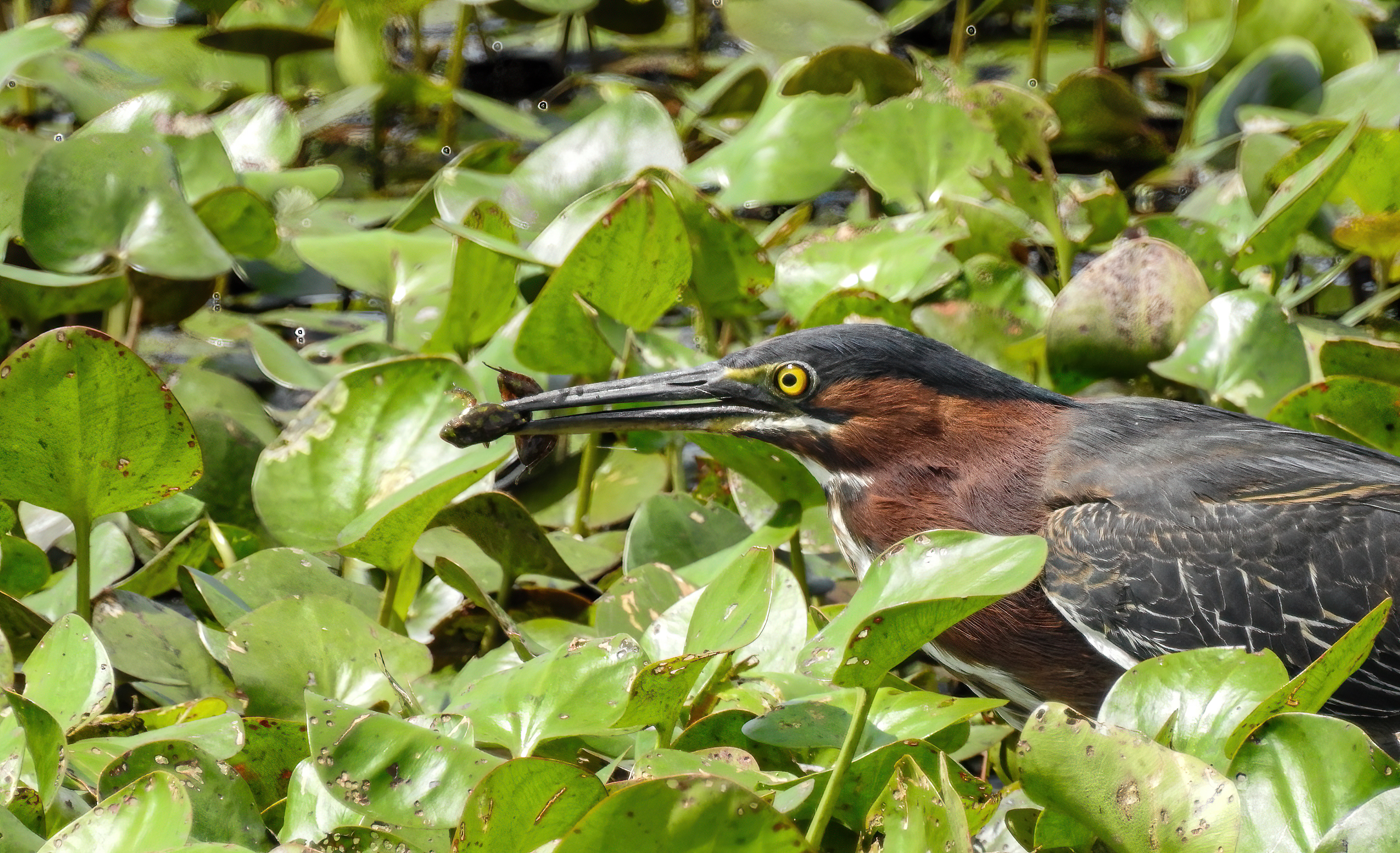 Green Heron