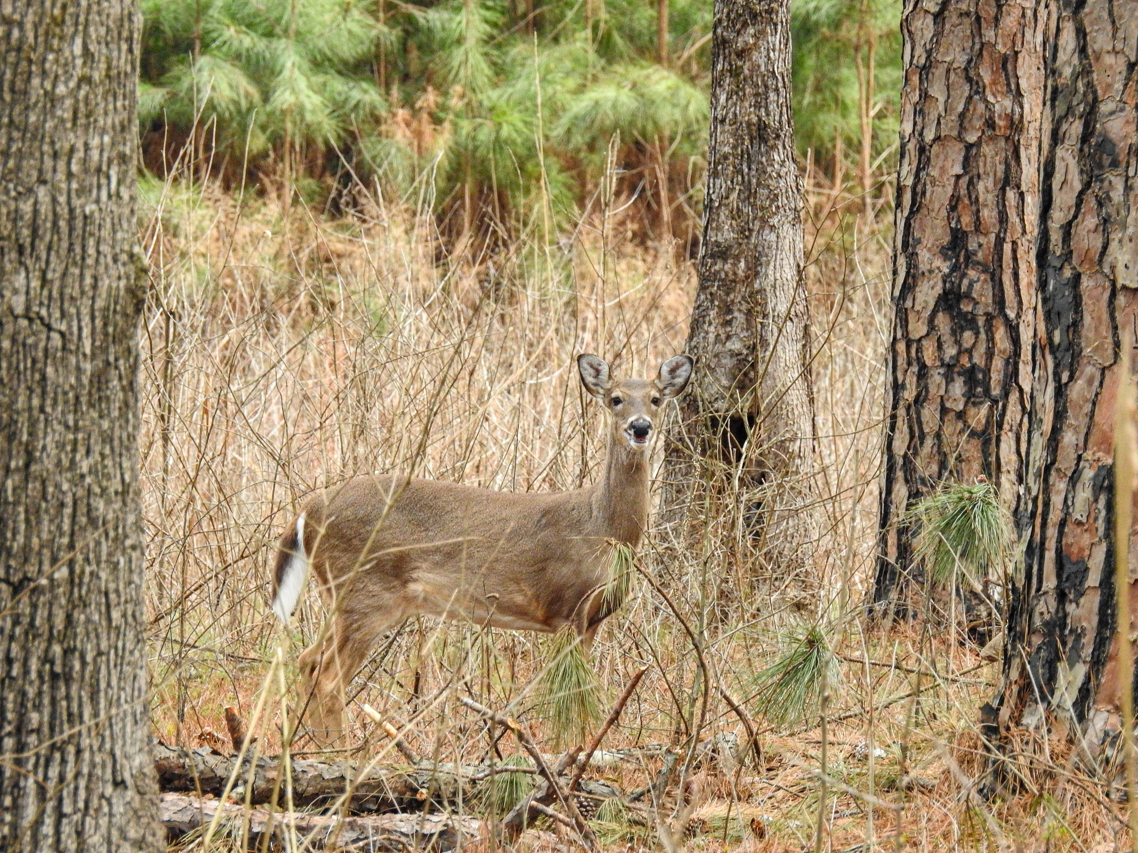 White-tail Deer