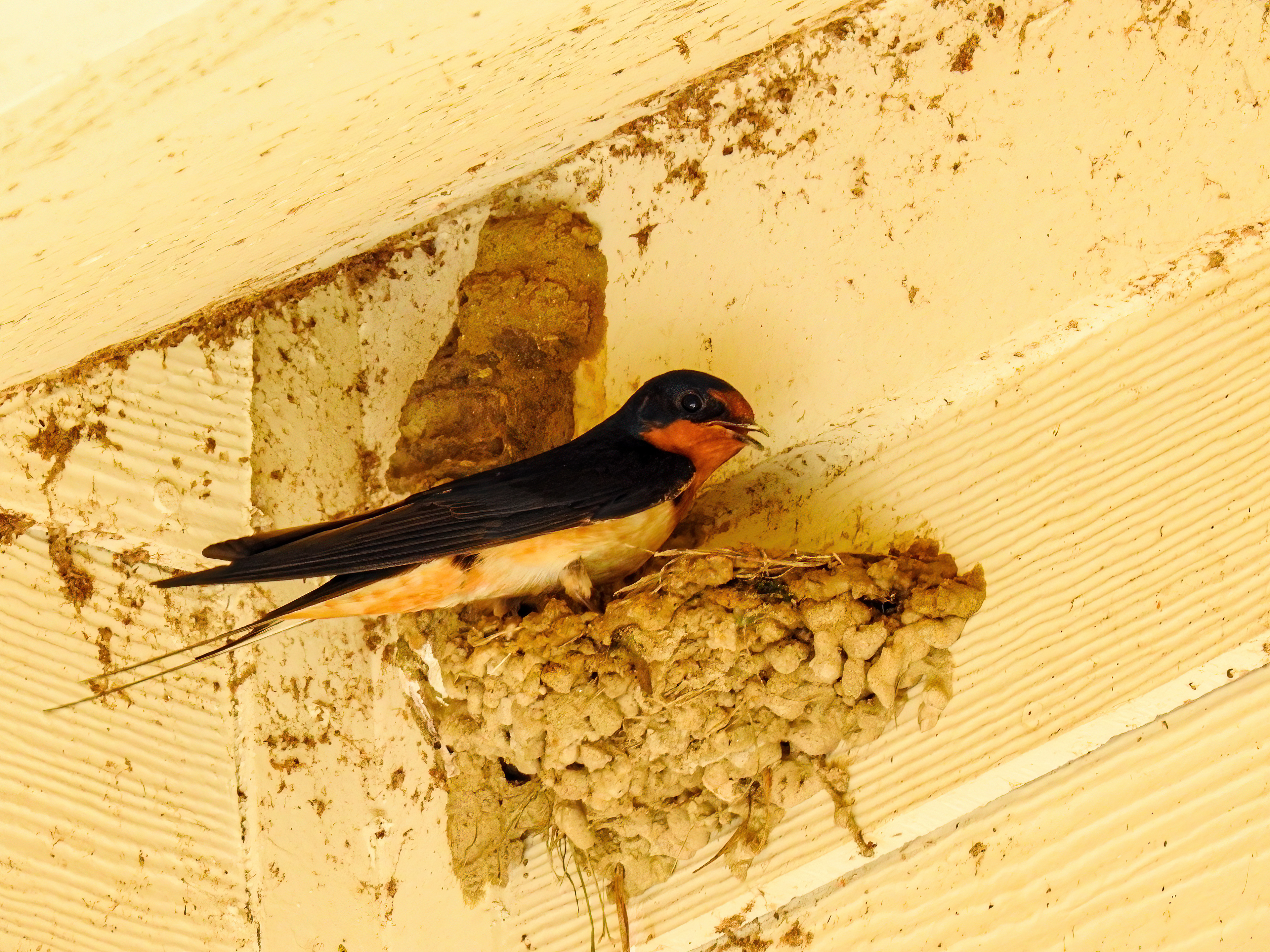 Barn Swallow