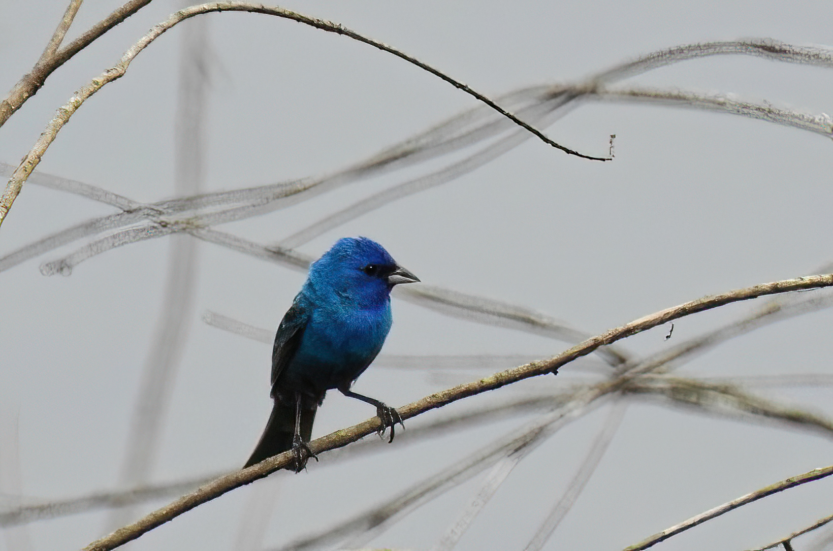 Indigo Bunting
