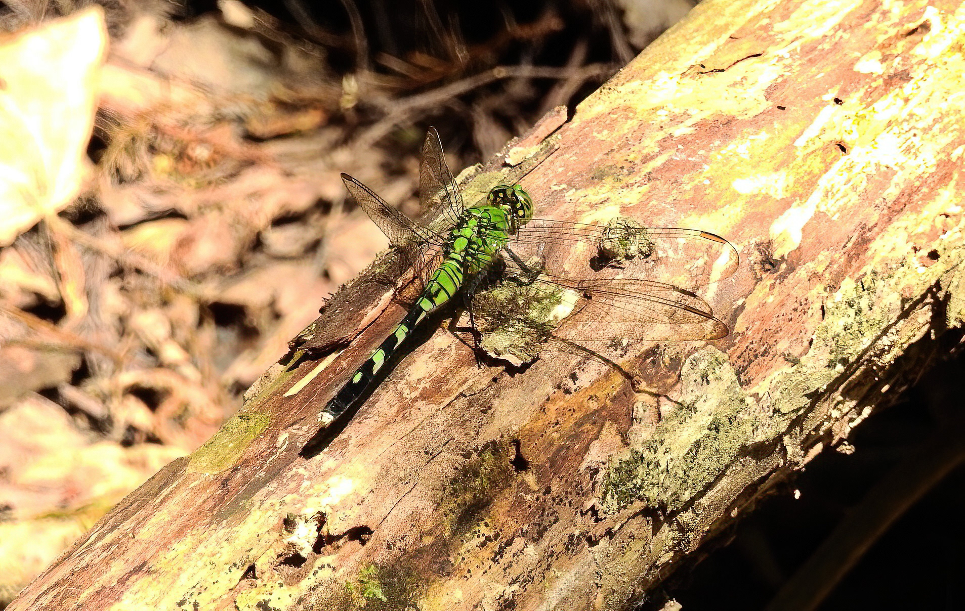 Eastern Pondhawk