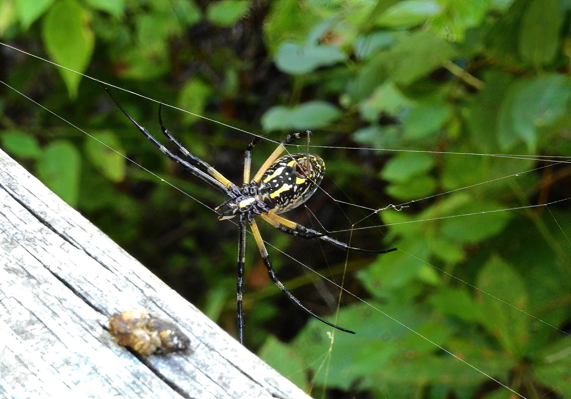 Yellow-Garden Spider