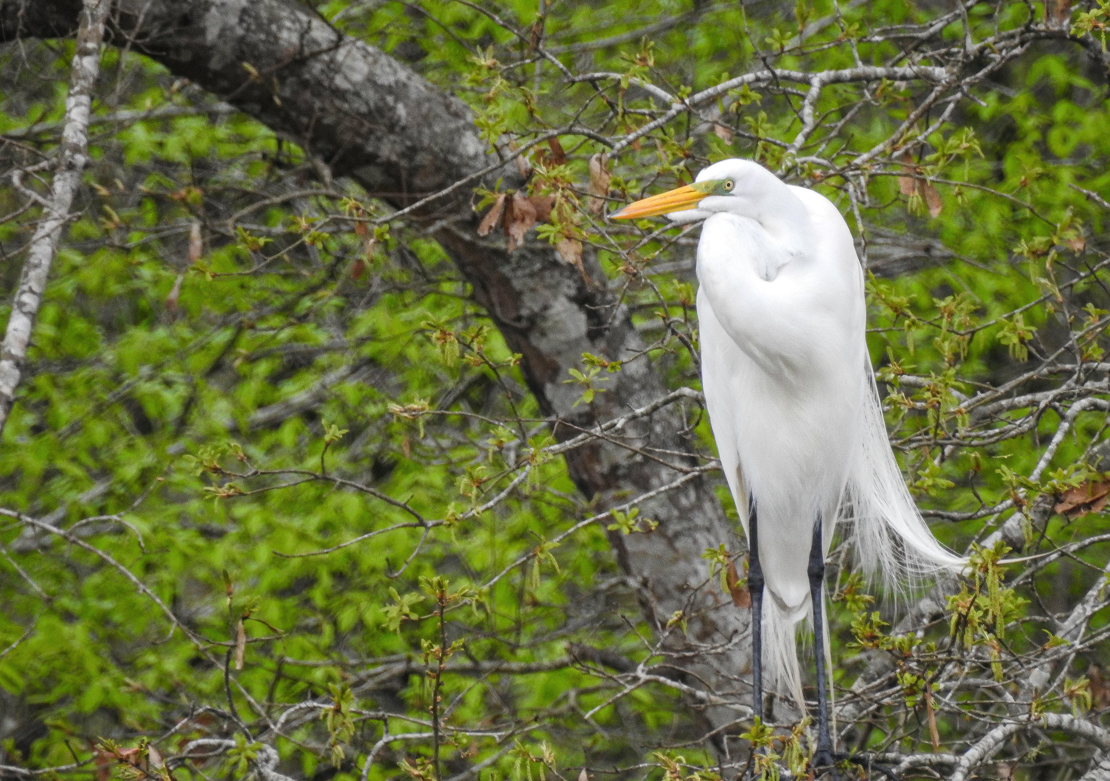 Great Egret