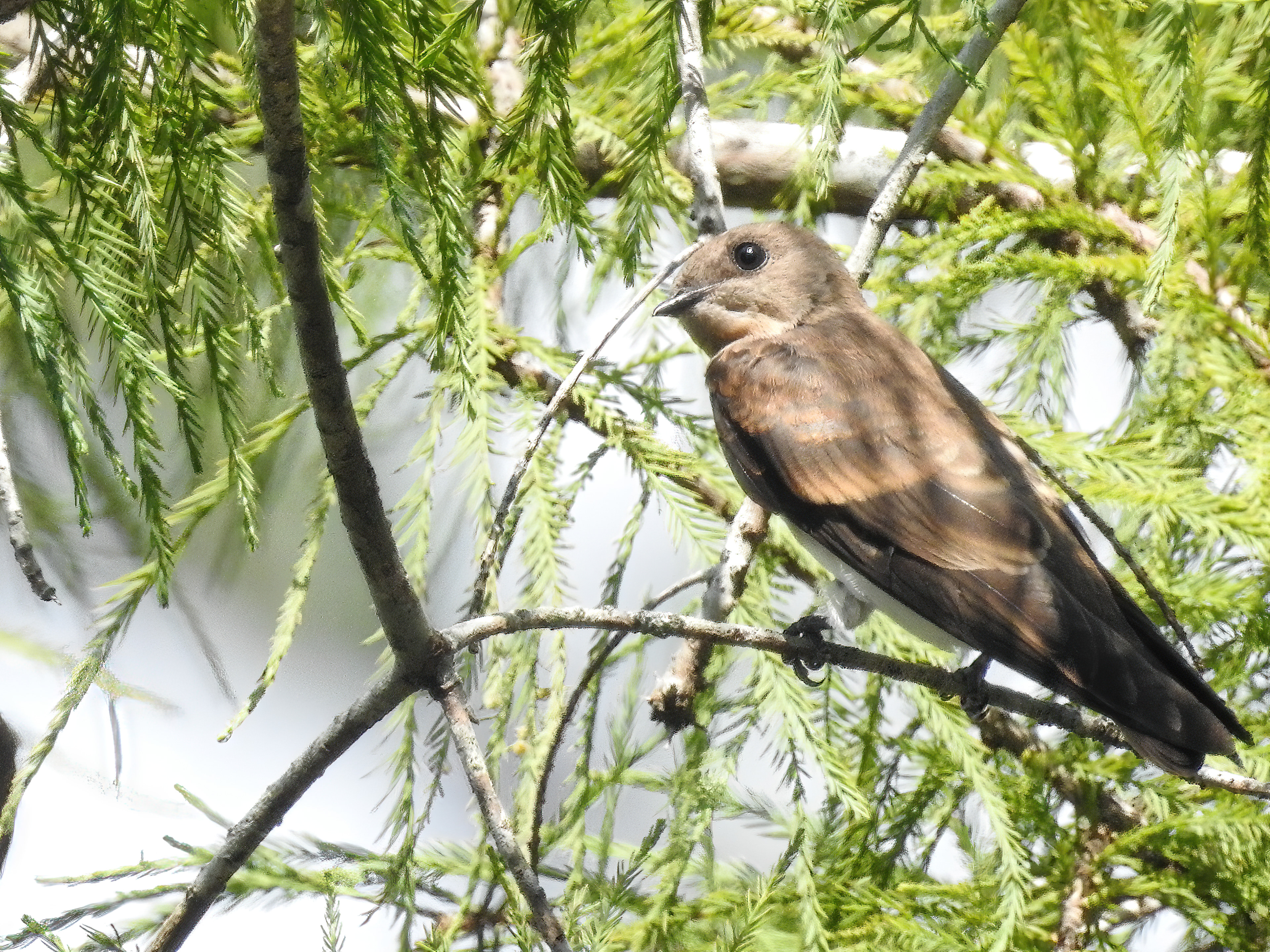 Southern Rough-winged Swallow
