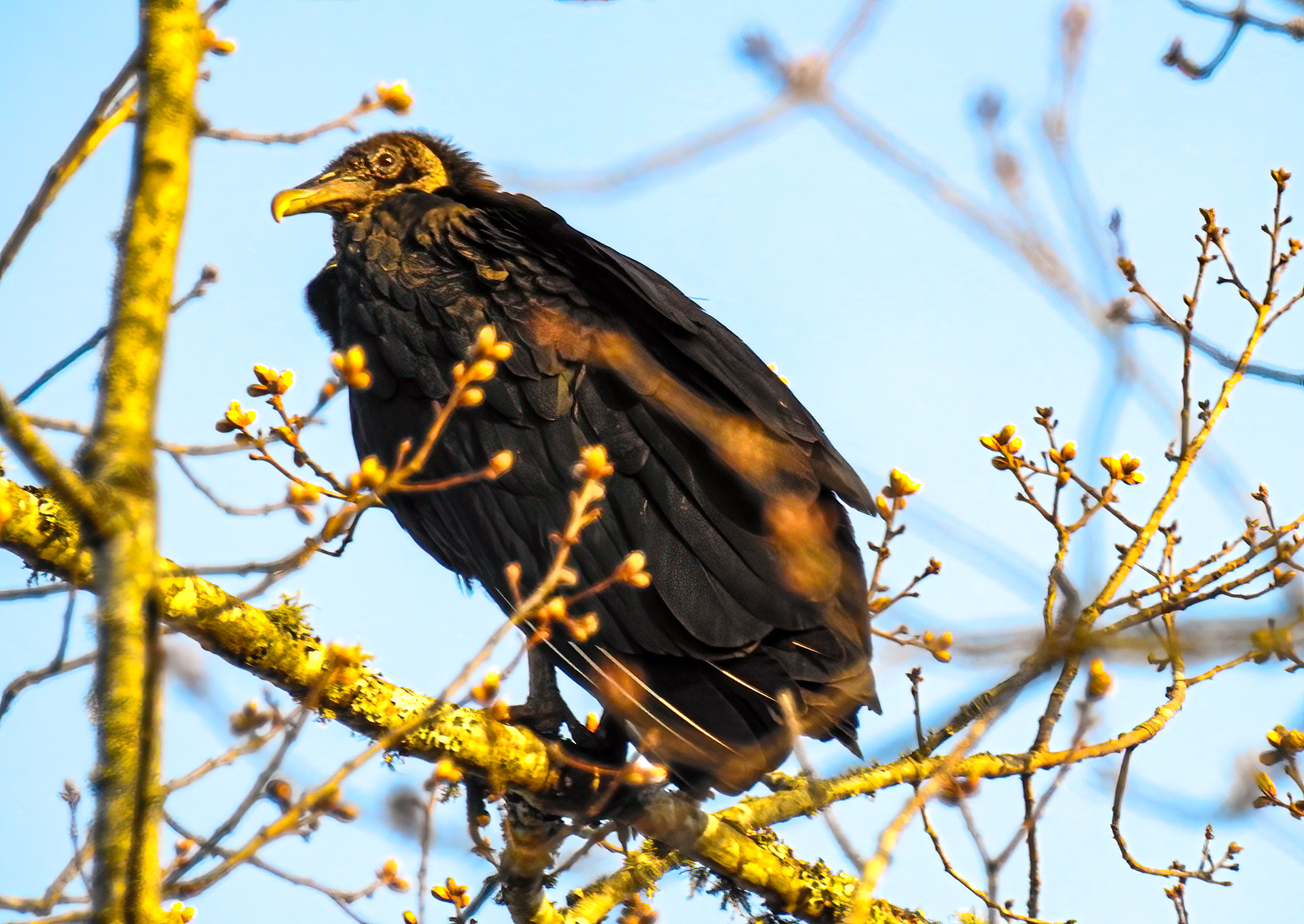 Black Vulture