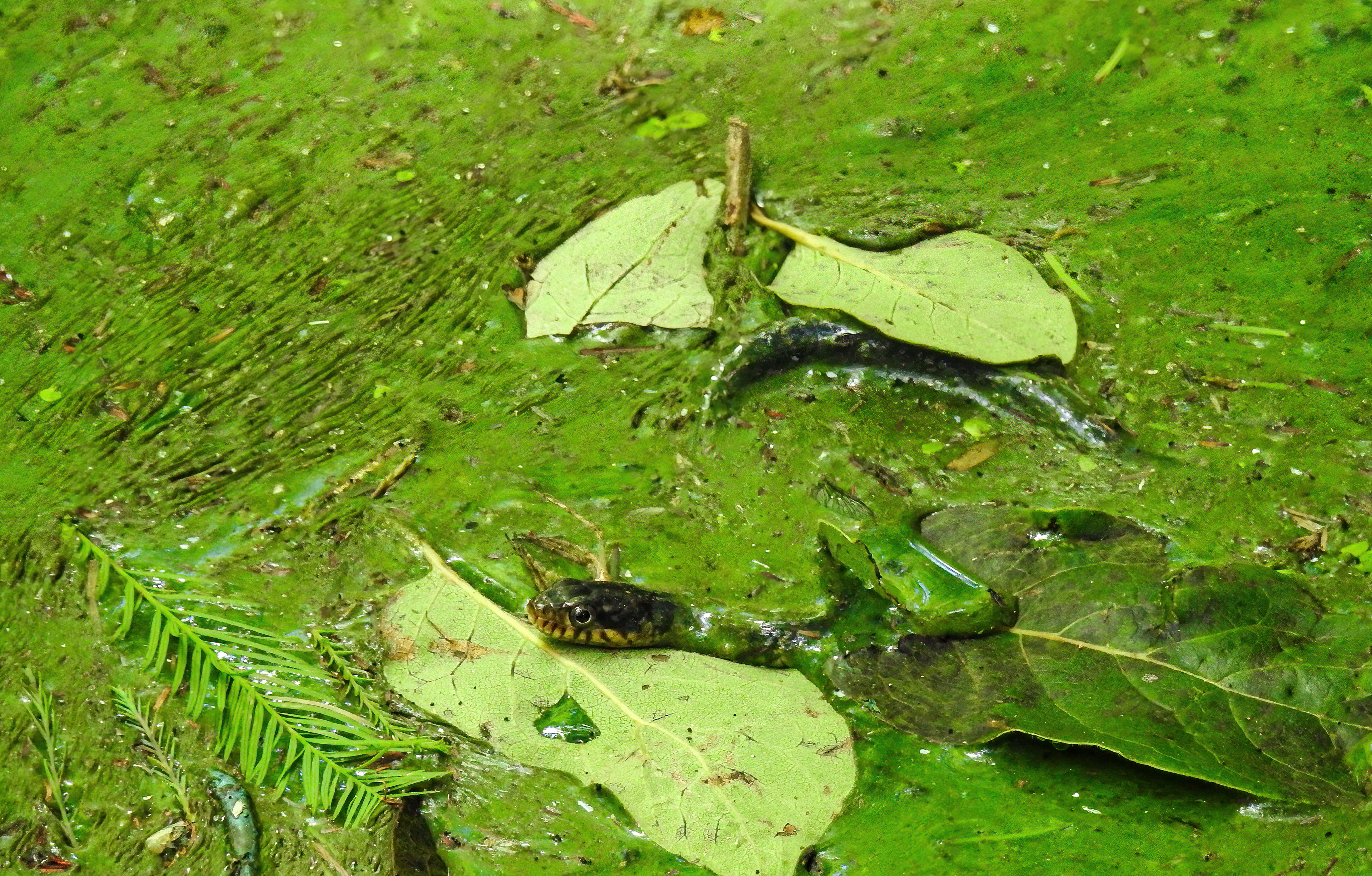 Juvenile Yellowbelly Watersnake