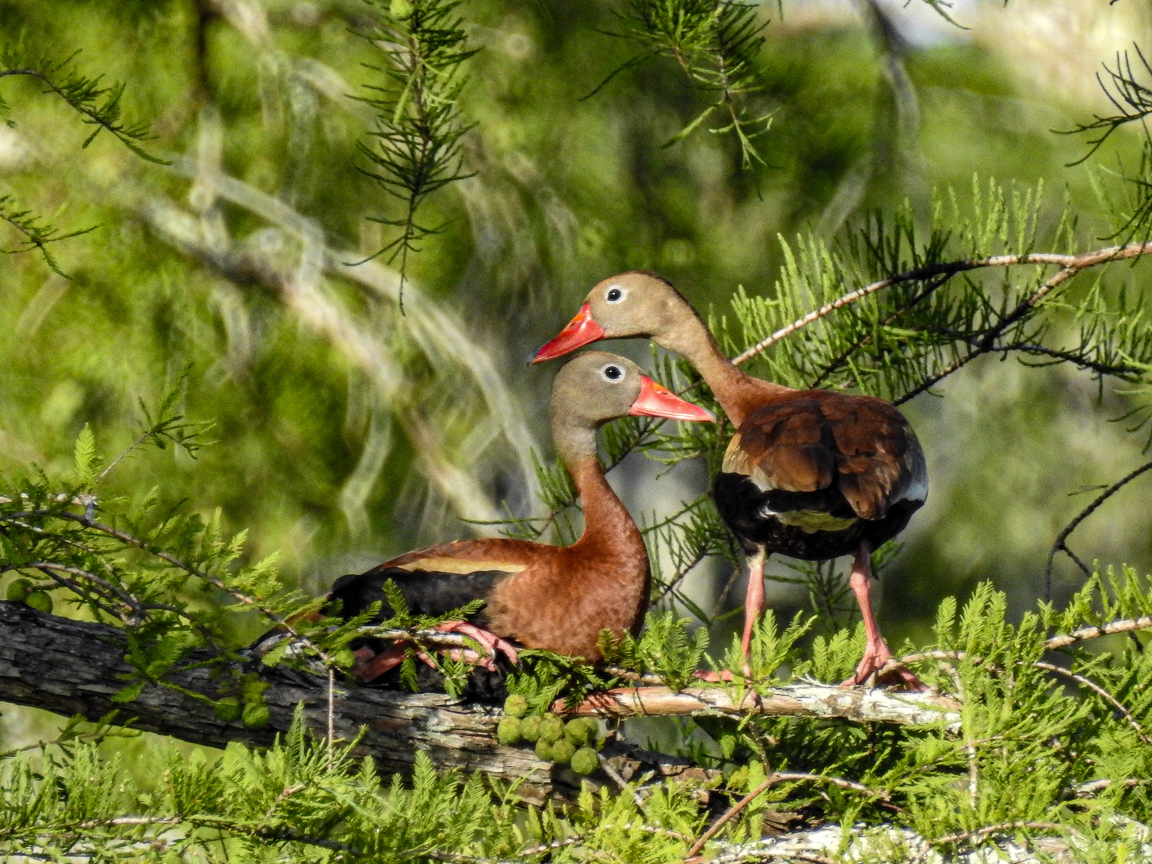 Black-bellied Whistling Ducks