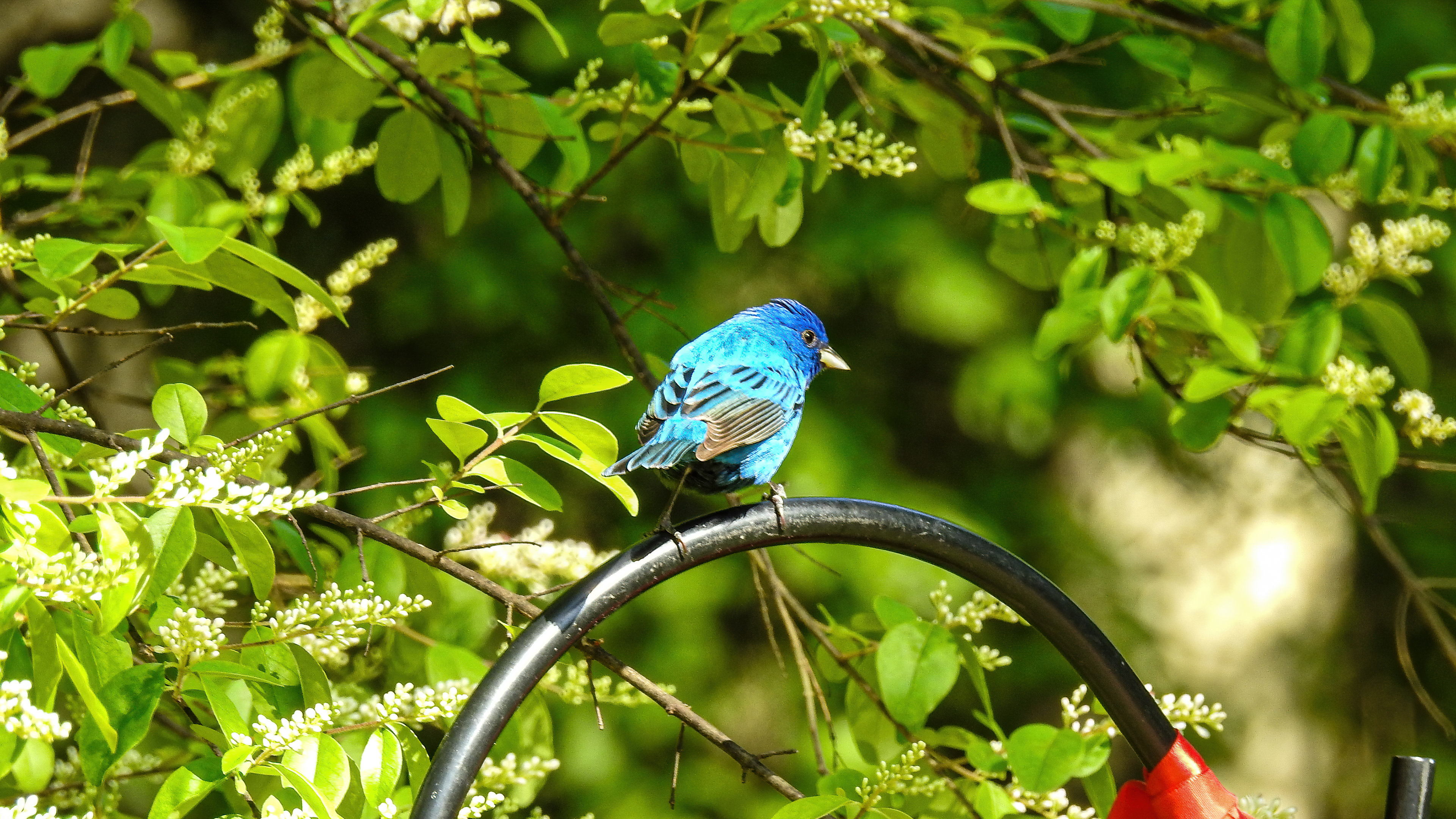 Indigo Bunting