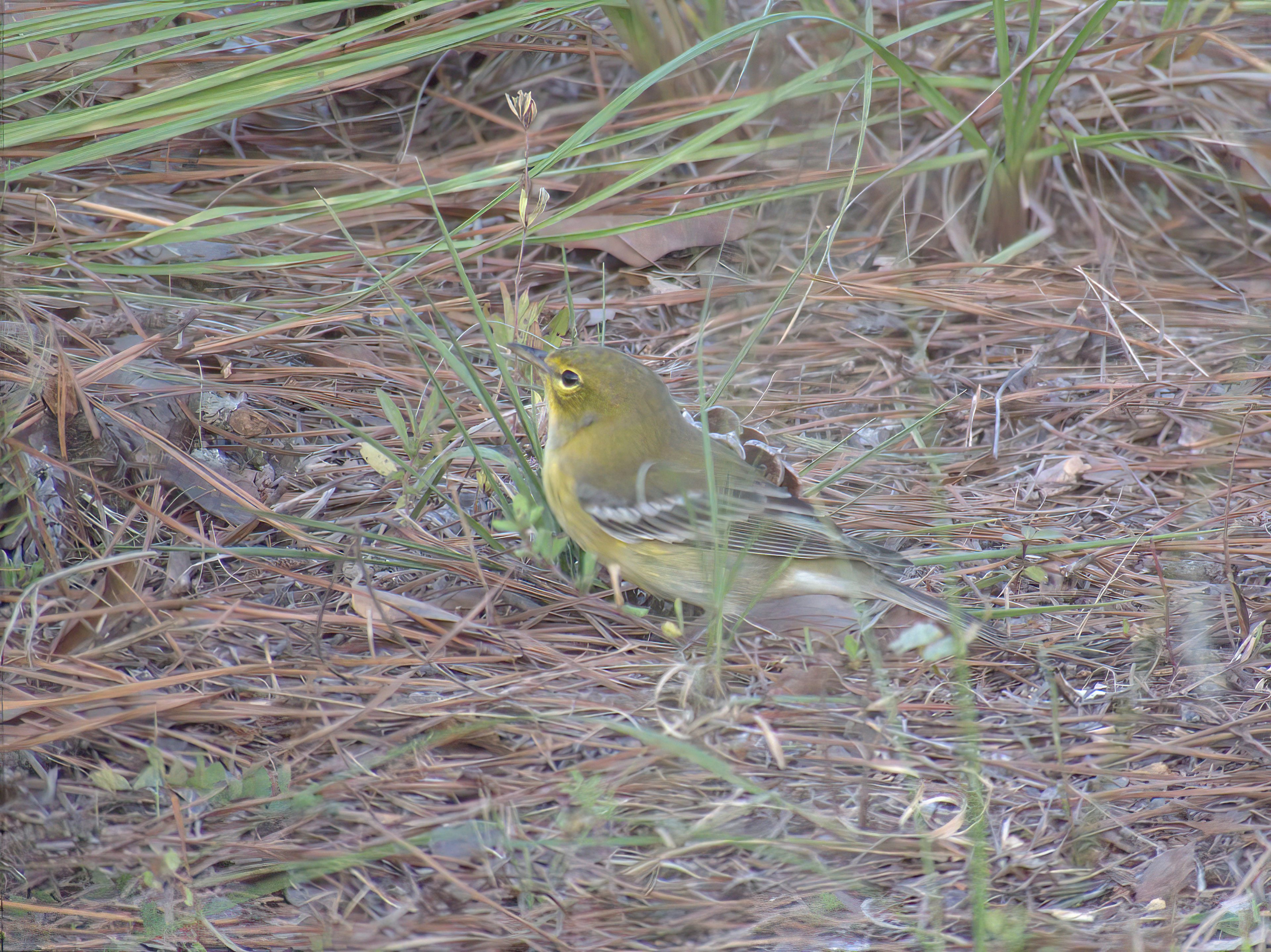 Pine Warbler