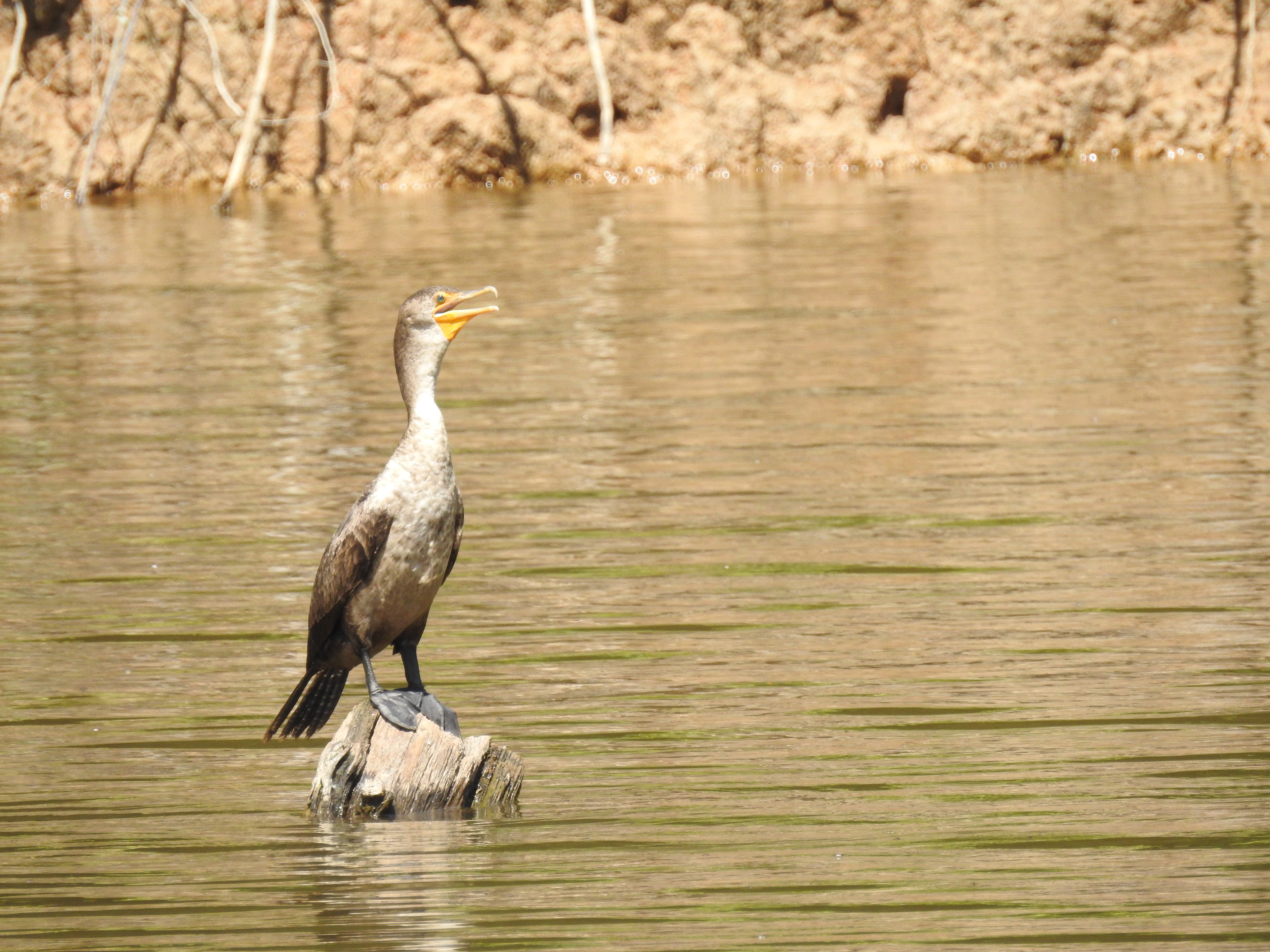 Double-Crested Cormorant