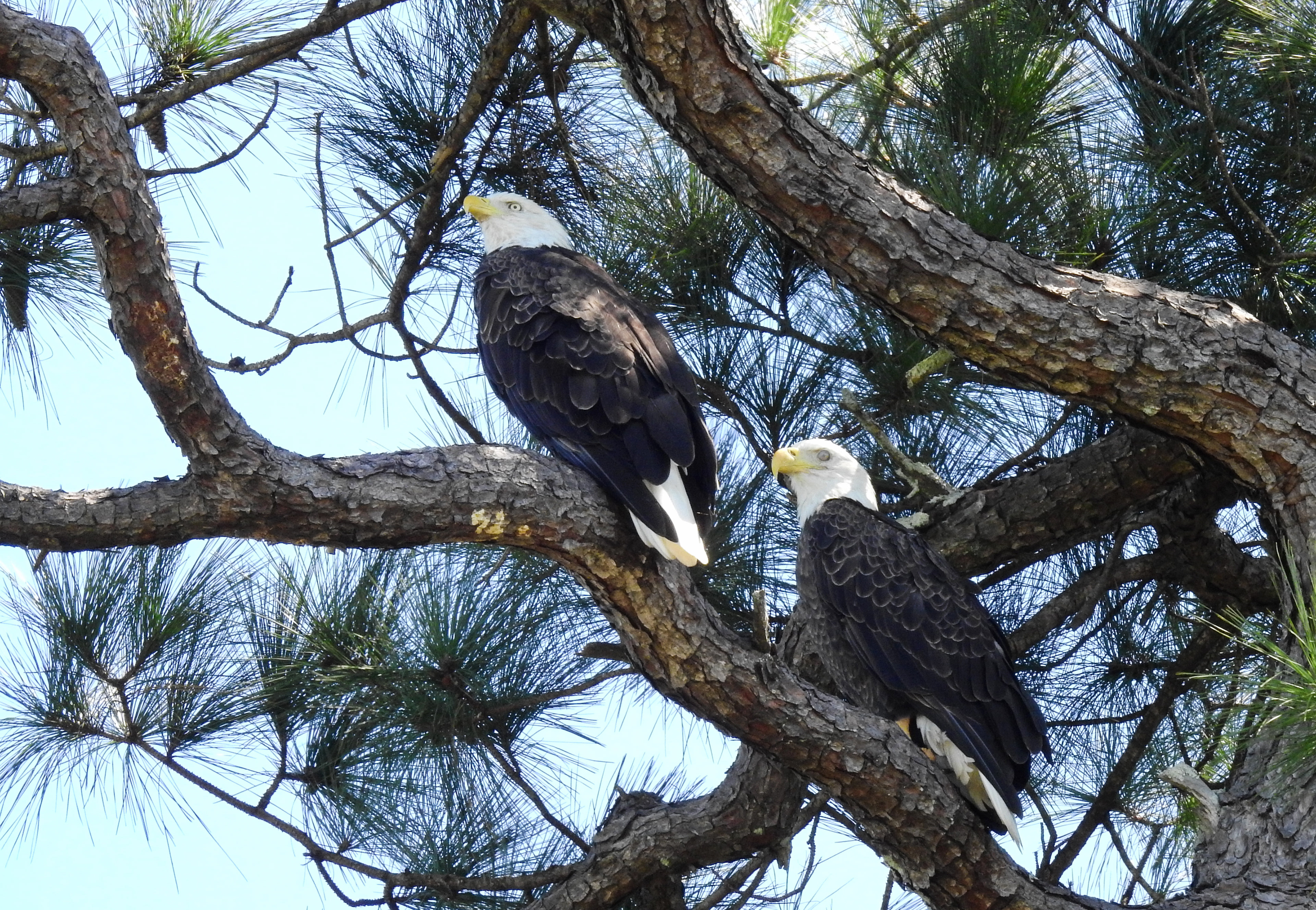 Bald Eagle