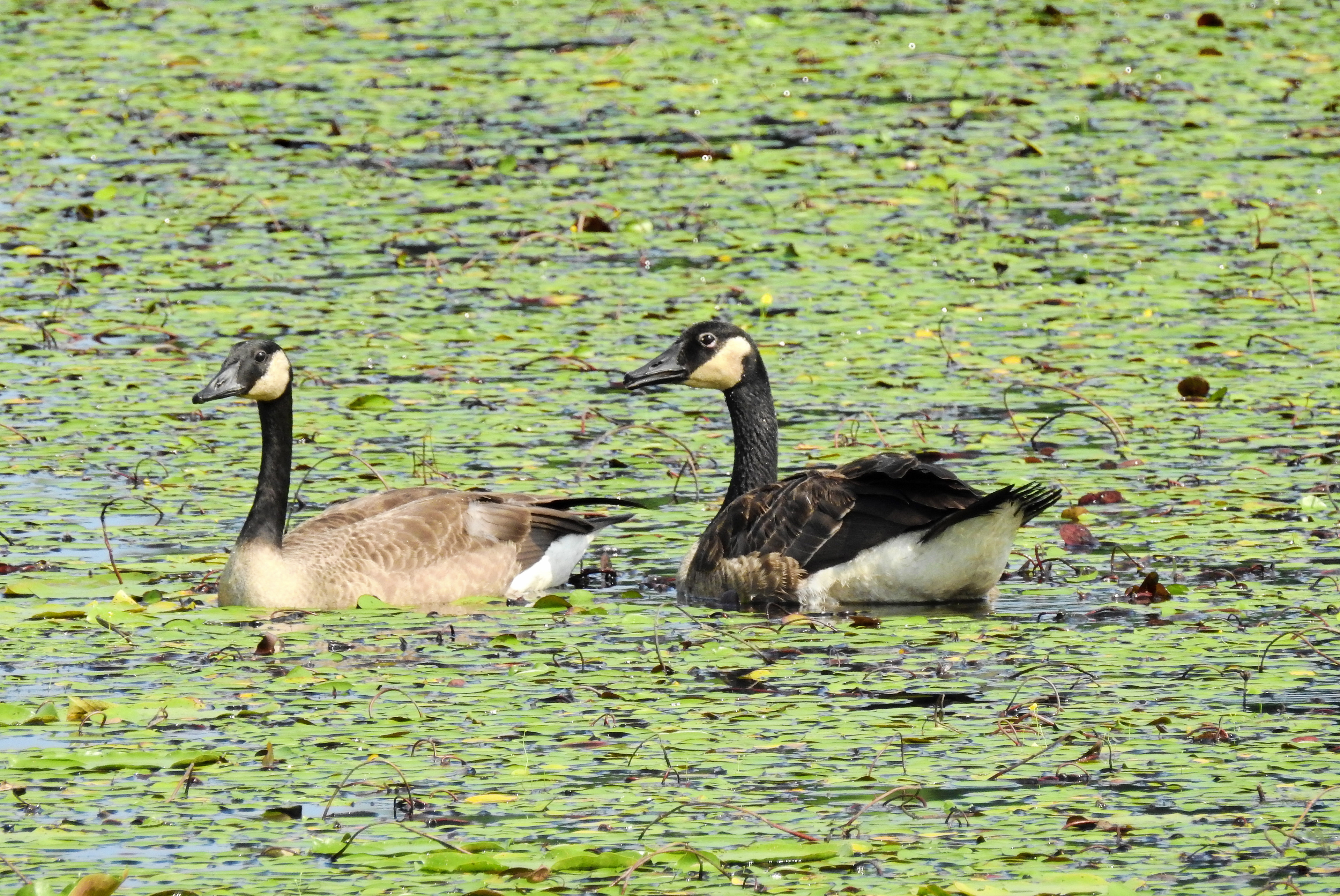 Canada Geese