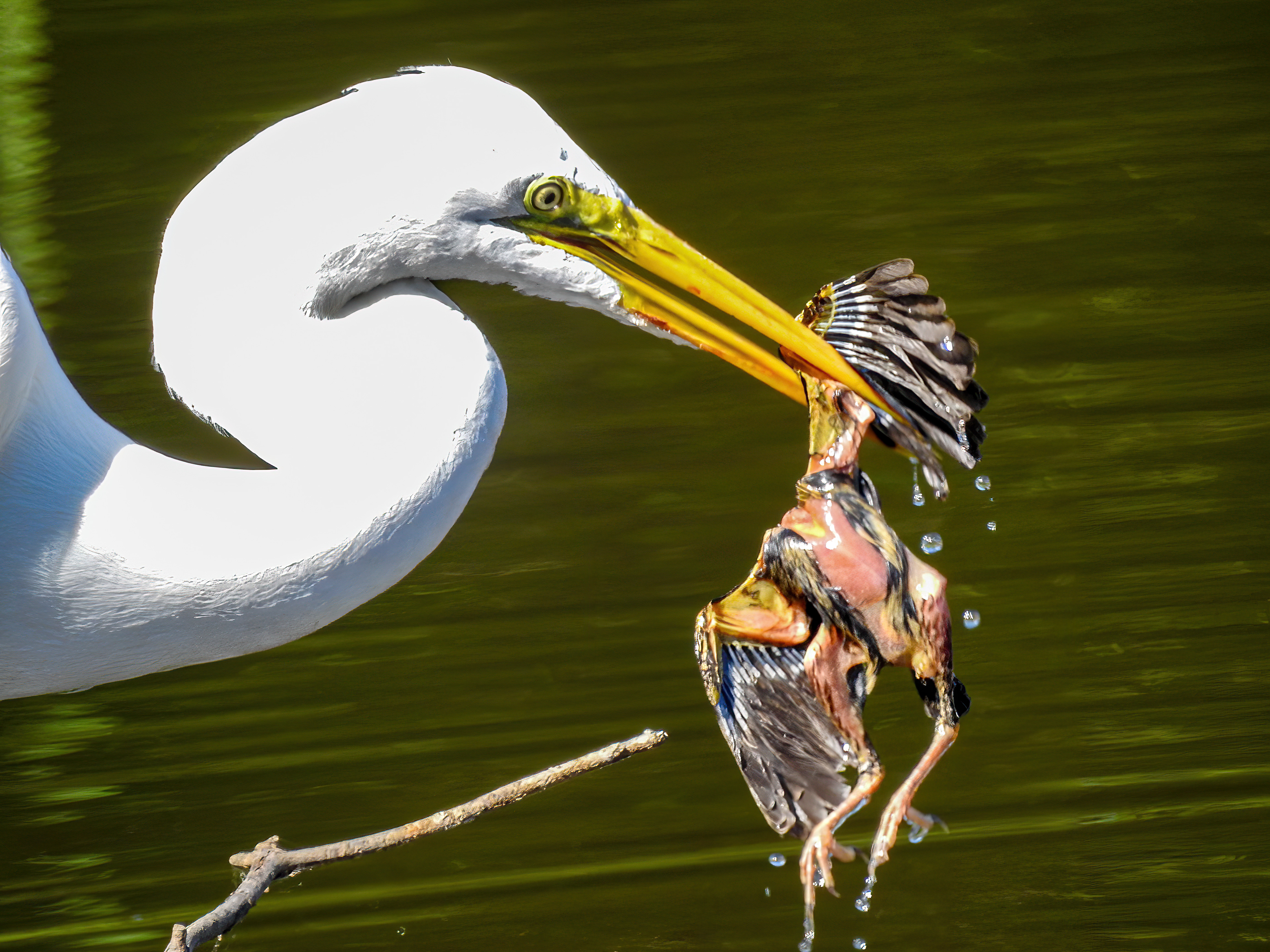 Great Egret eating a Common Gallinuel Juvenile