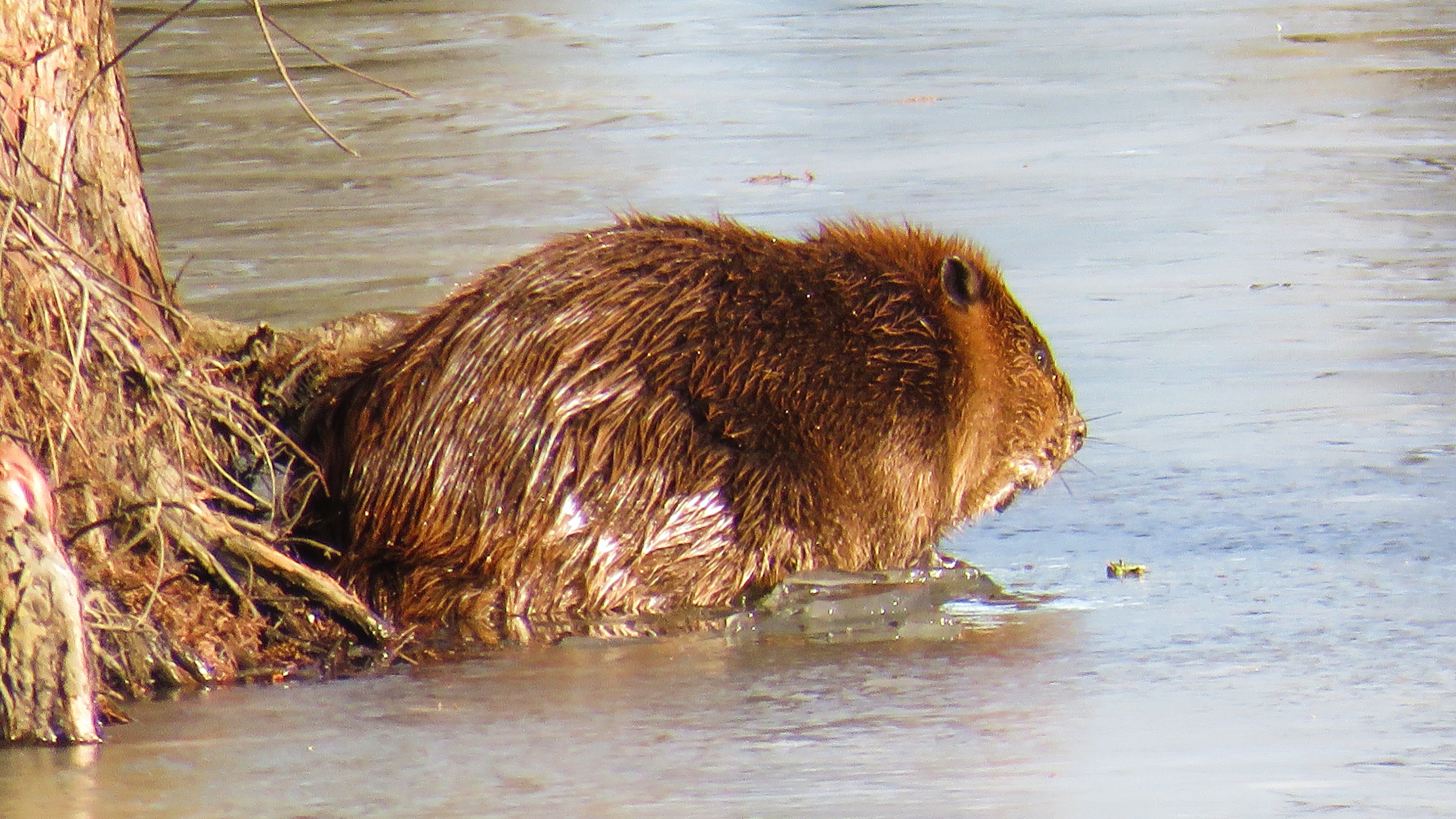 Beaver
