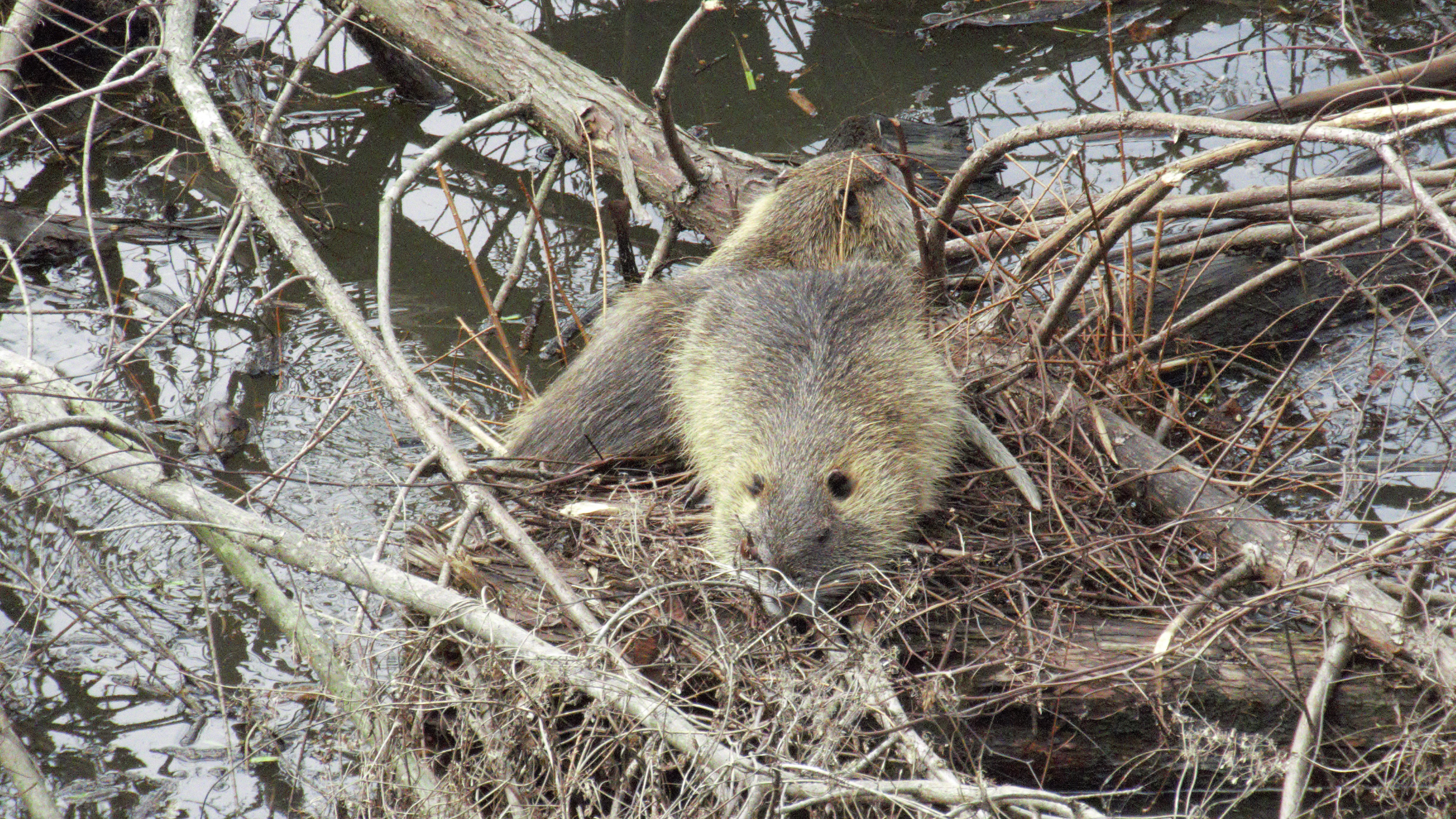 Nutria