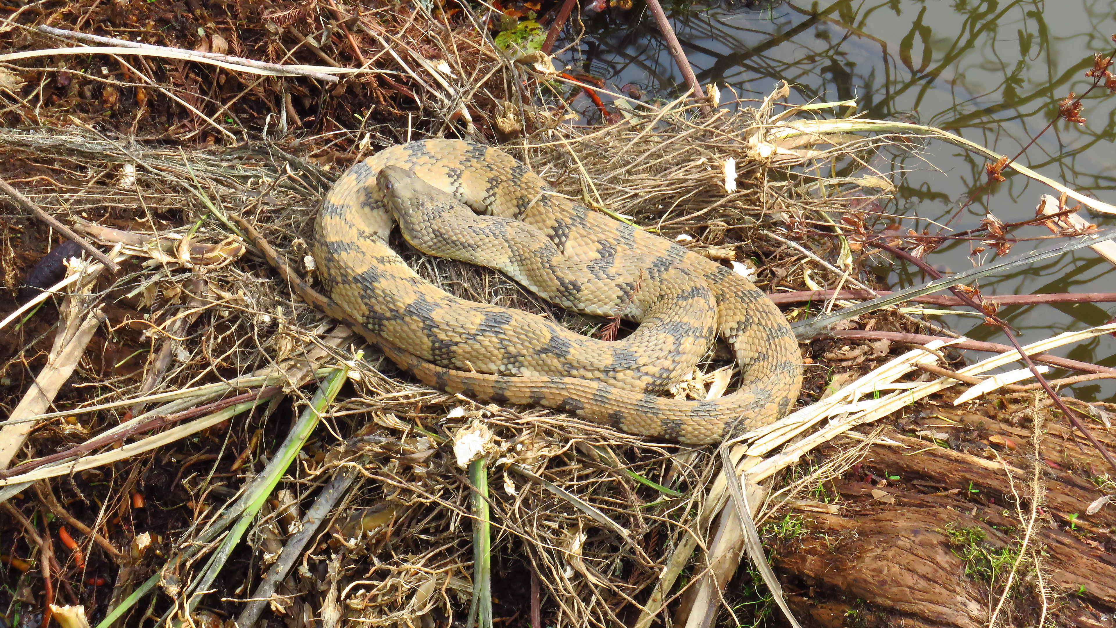 Diamondback Watersnake