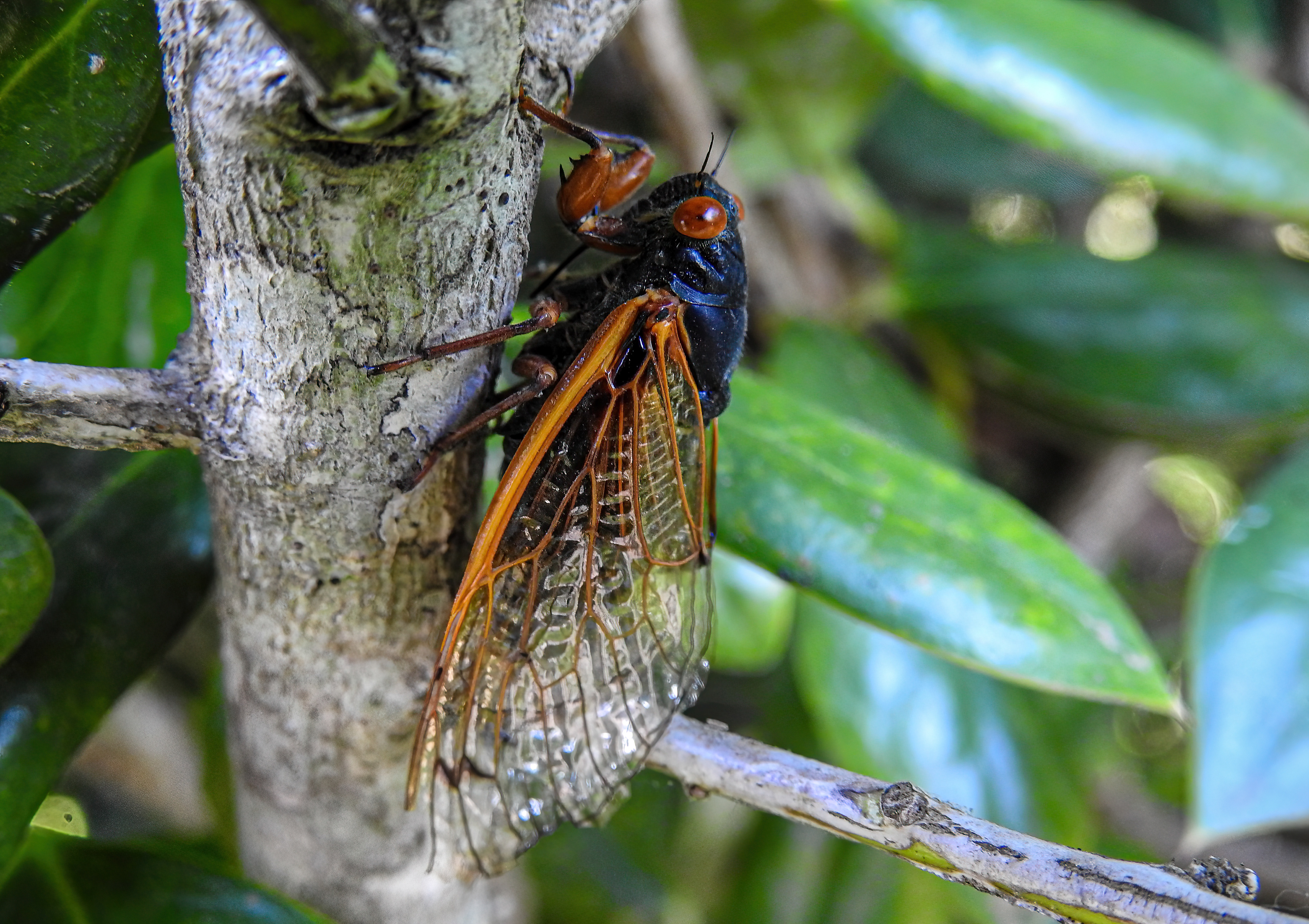 Brood XIX Cicada