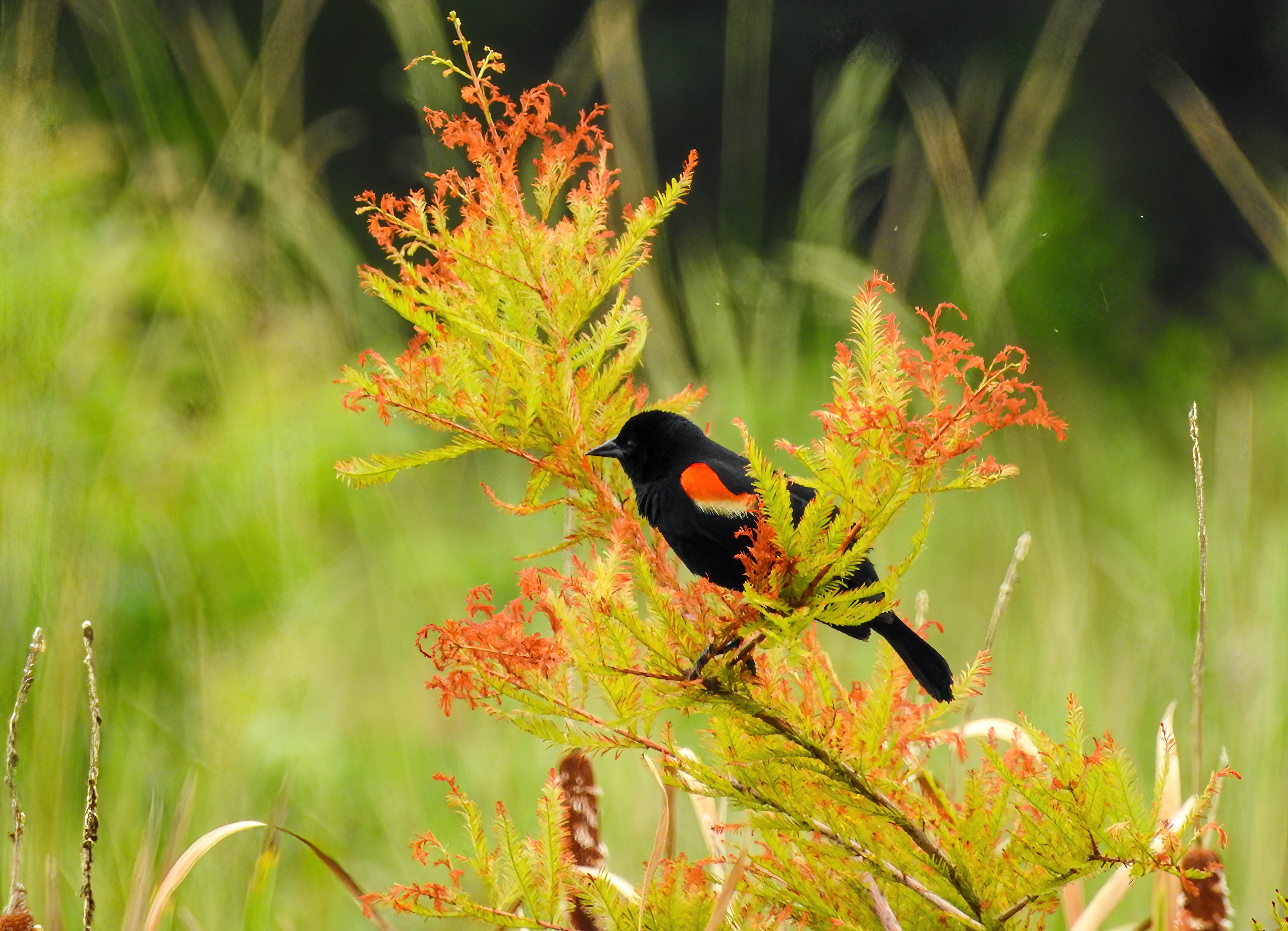 Male Red-wing Blackbird