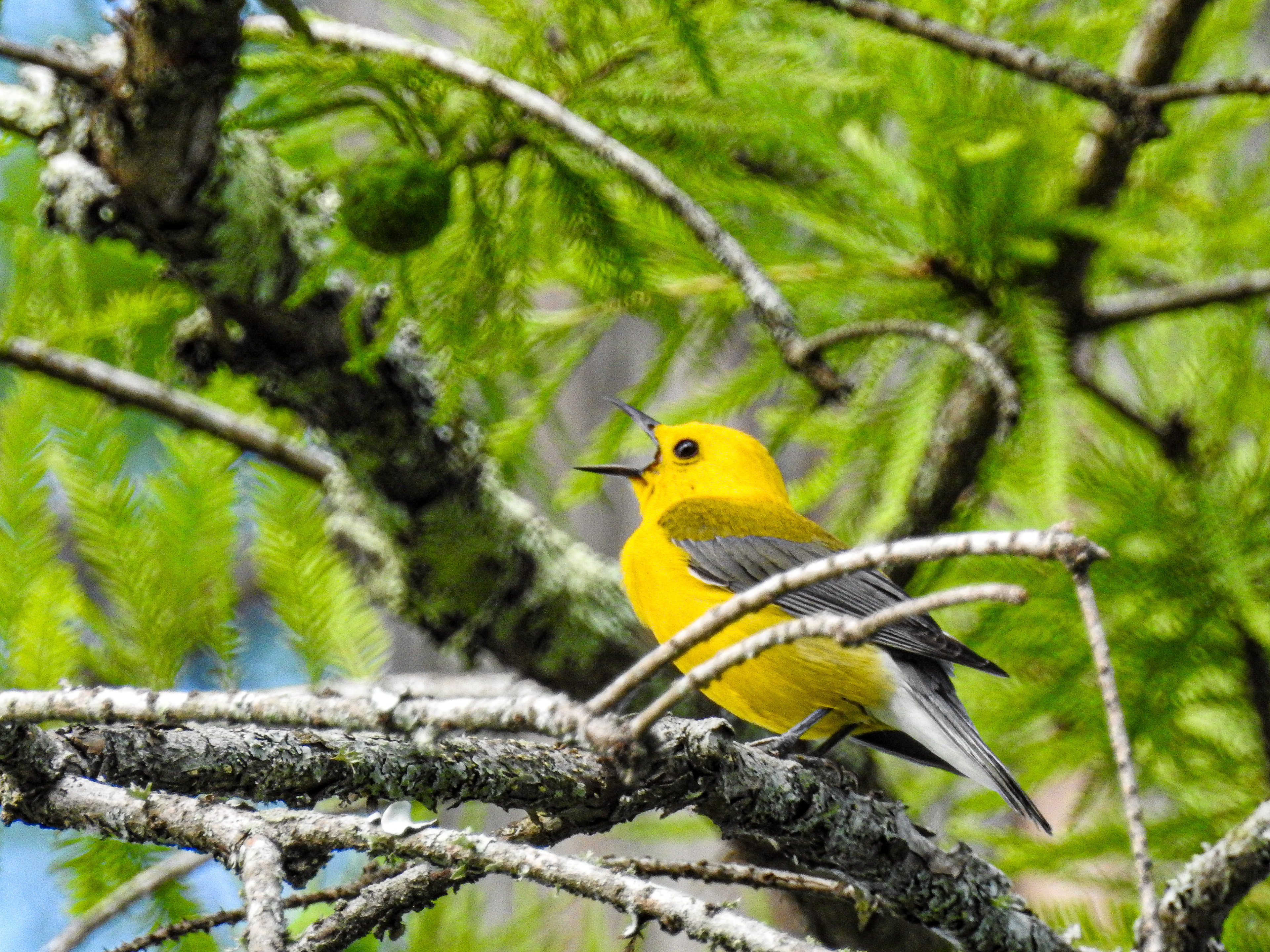 Prothonotary Warbler