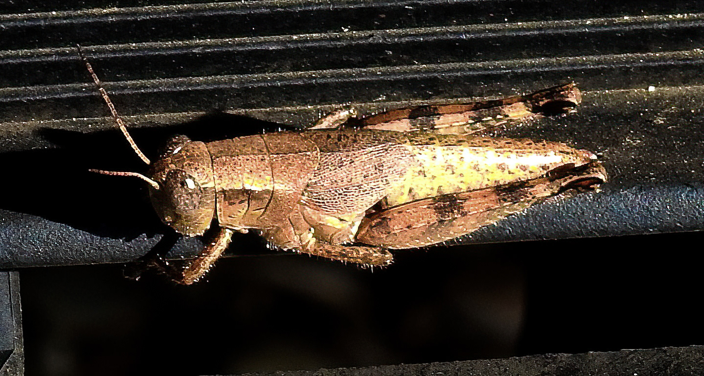 Scudder's Short-winged Grasshopper