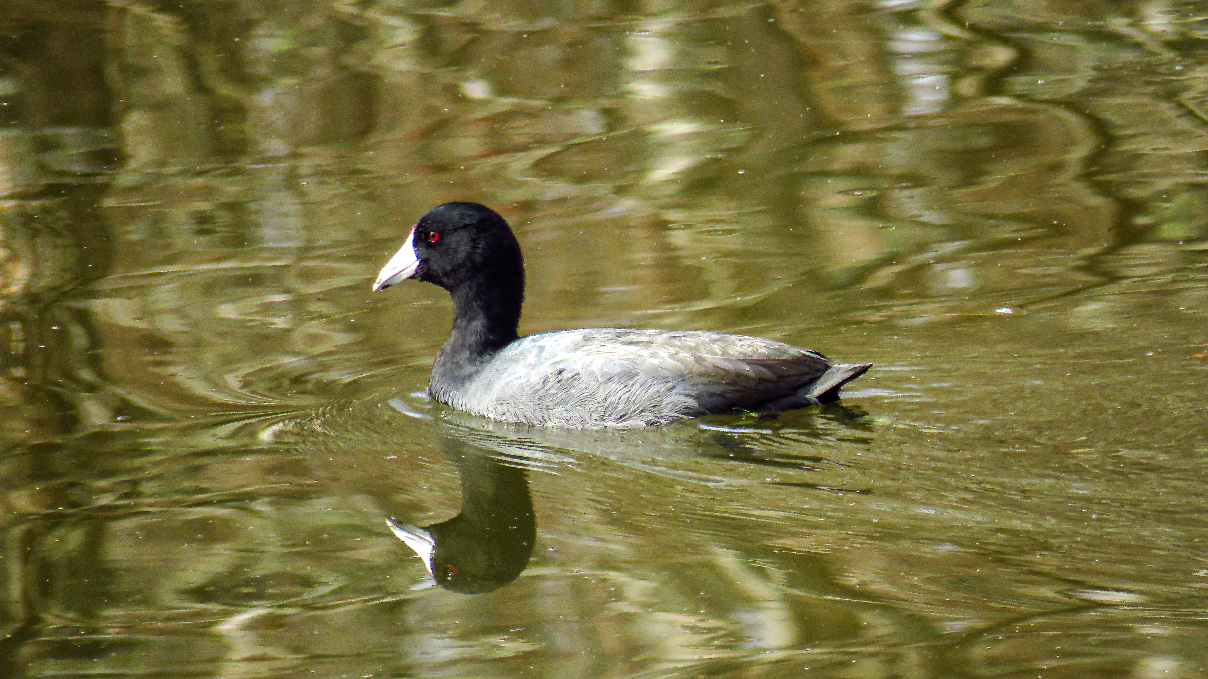 American Coot