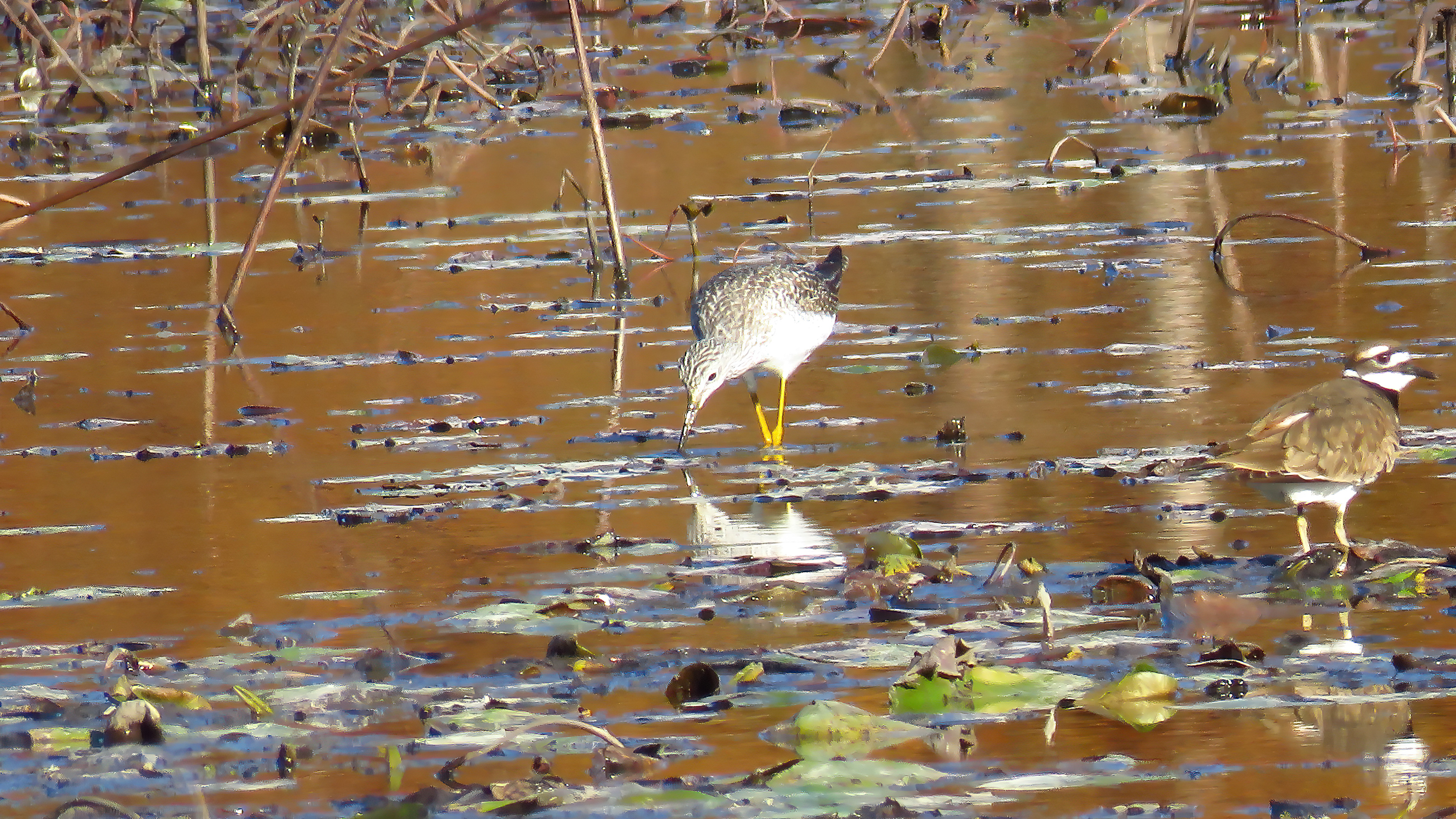 Lesser Yellowlegs