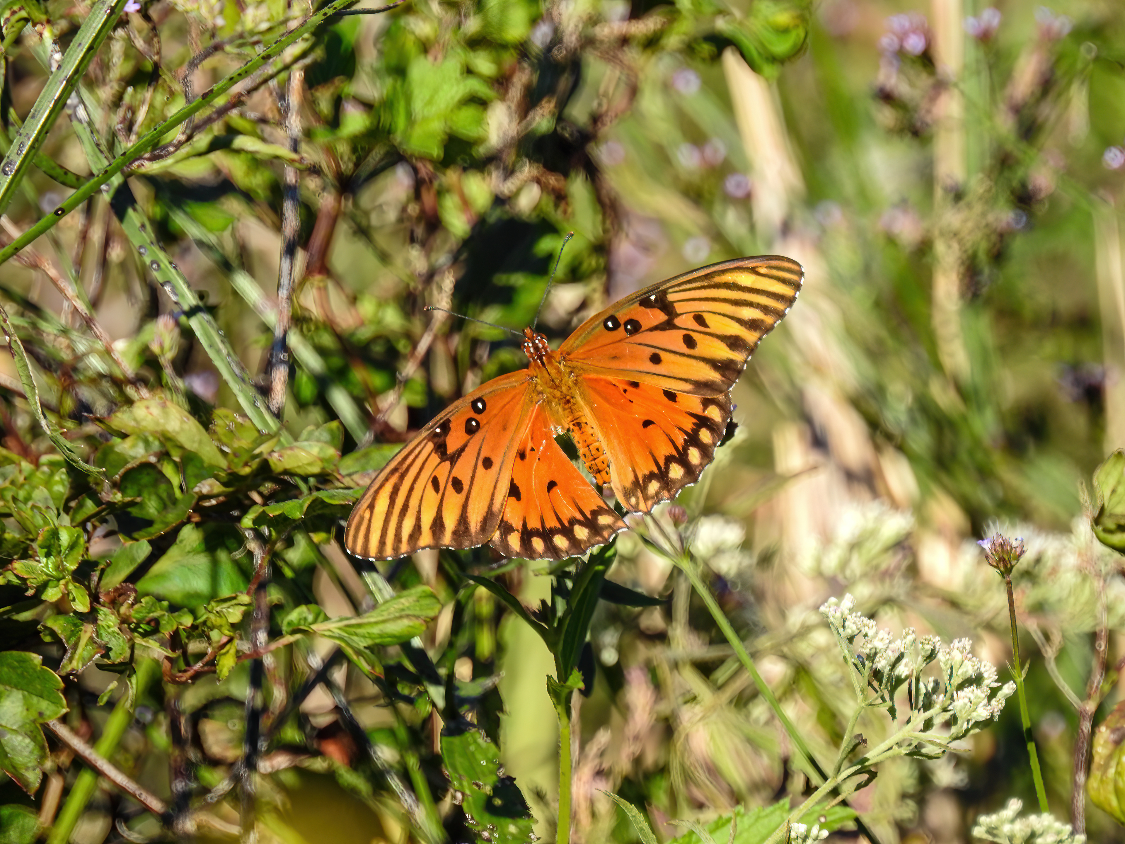 Gulf Fritillary