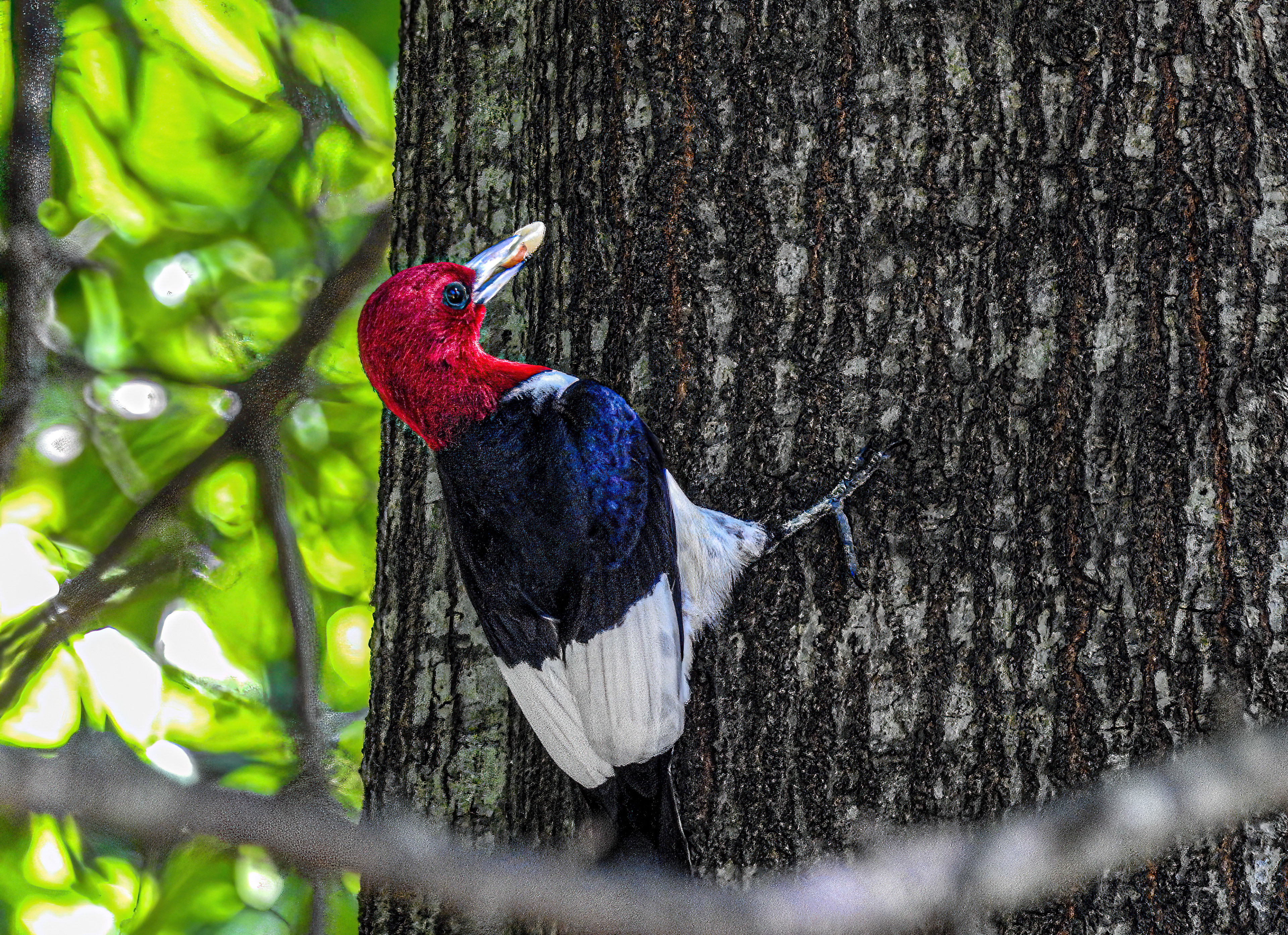 Red-headed Woodpecker