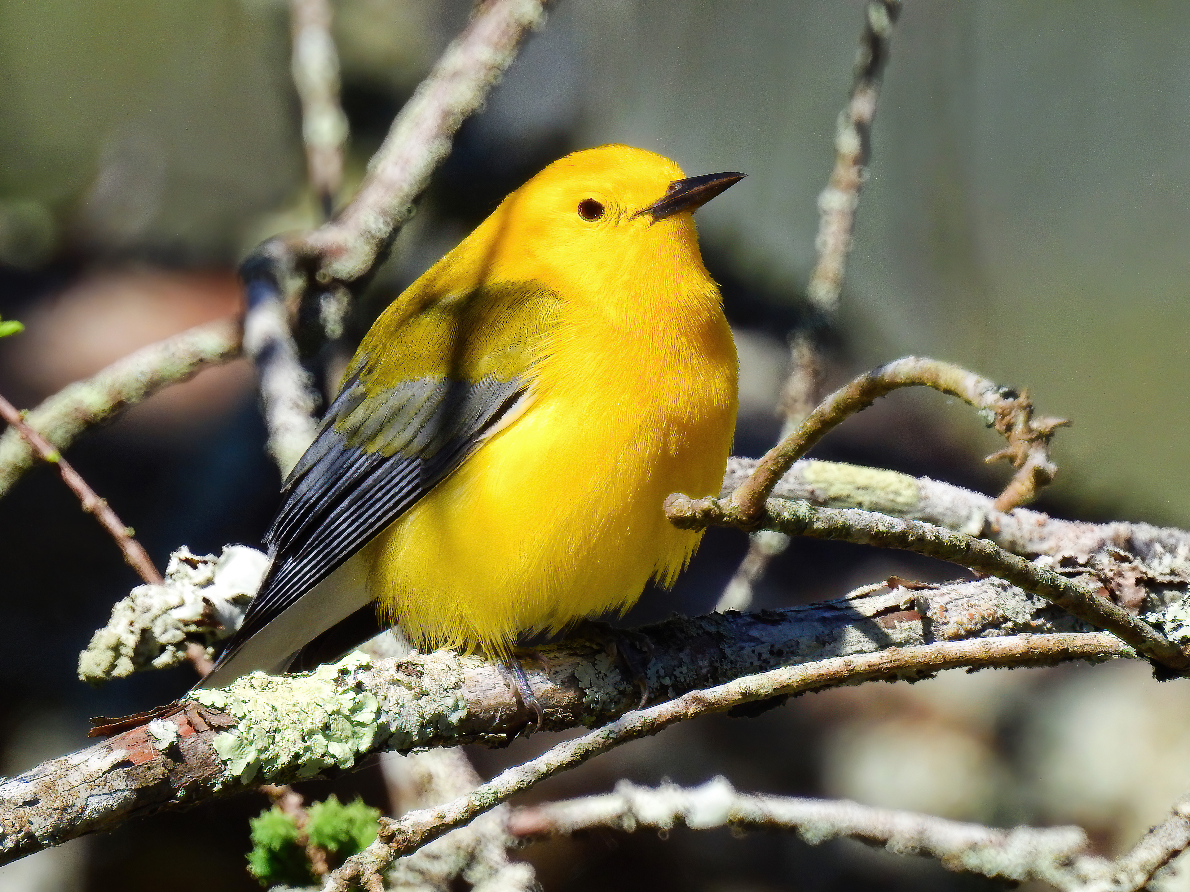 Prothonotary Warbler