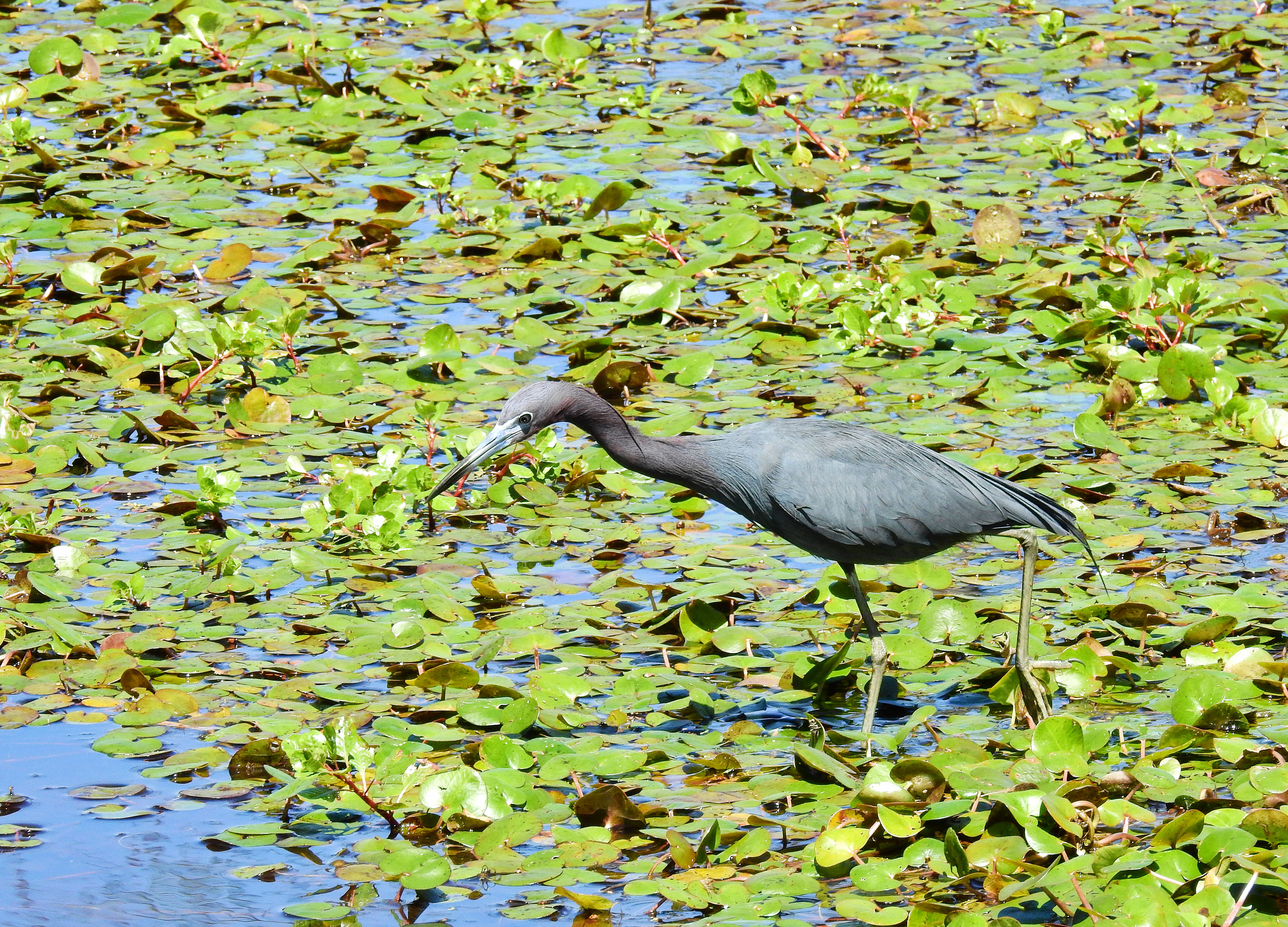 Little Blue Heron