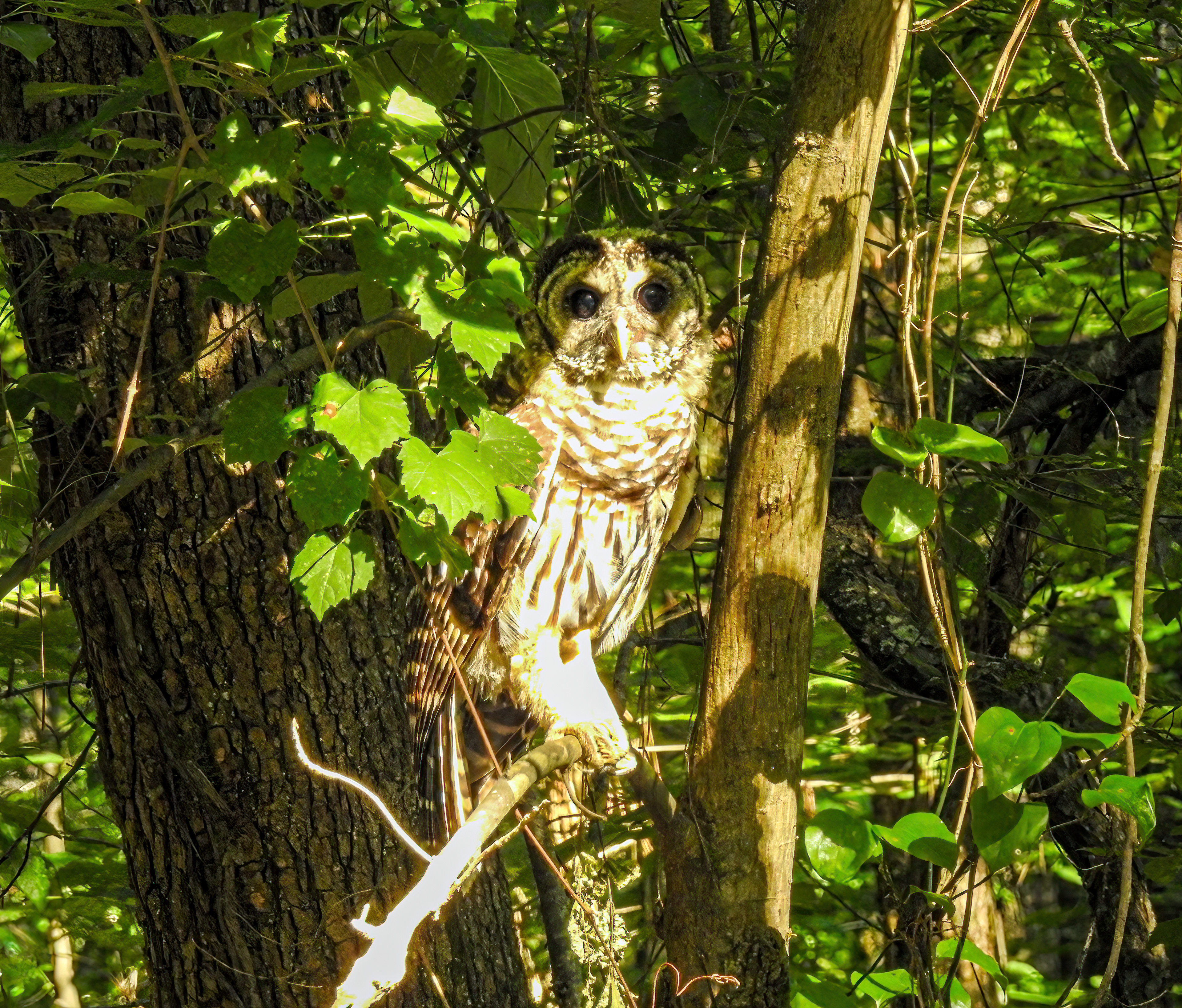Barred Owl