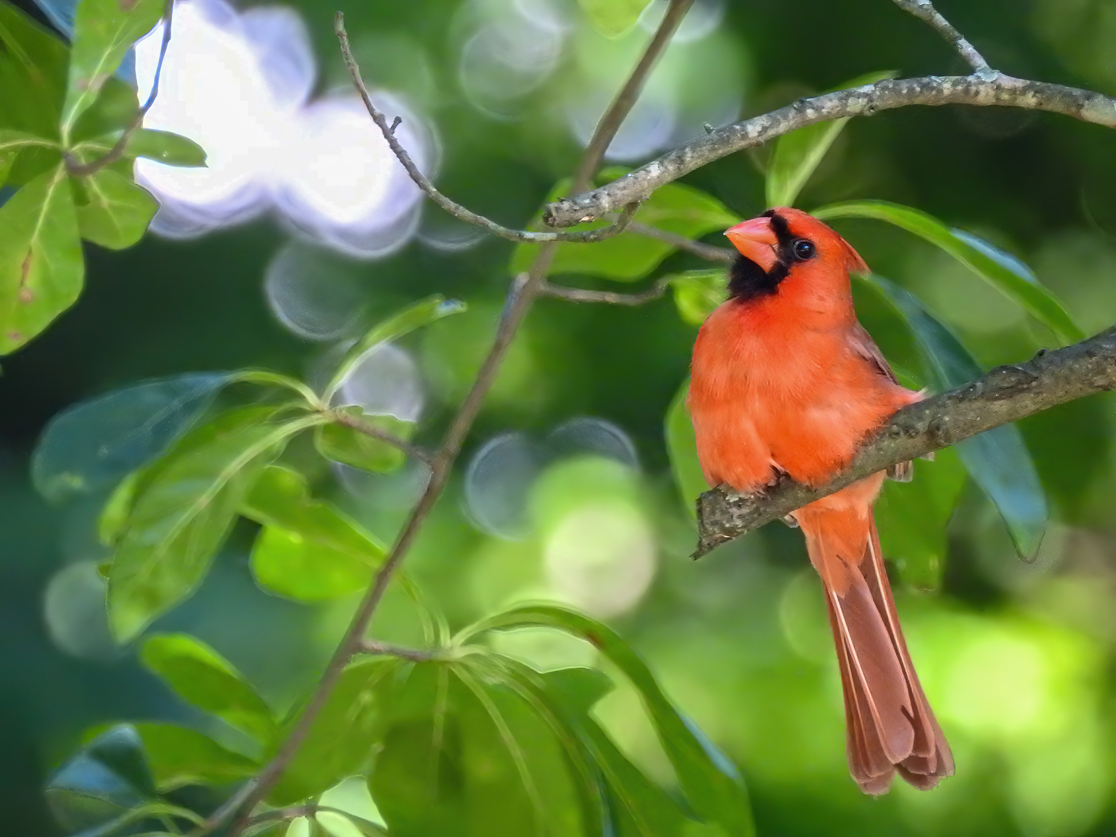Northern Cardinal