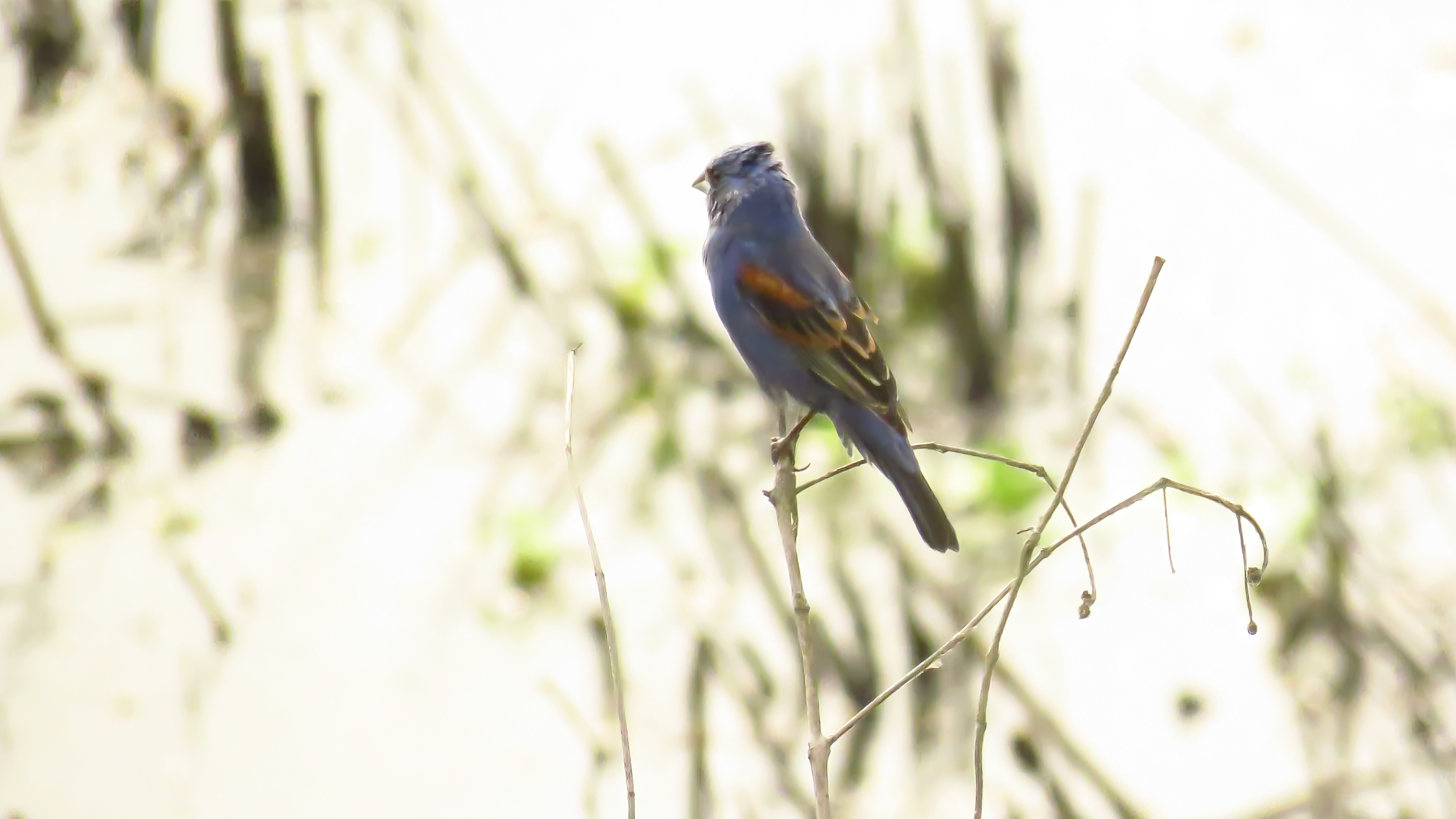 Blue Grosbeak