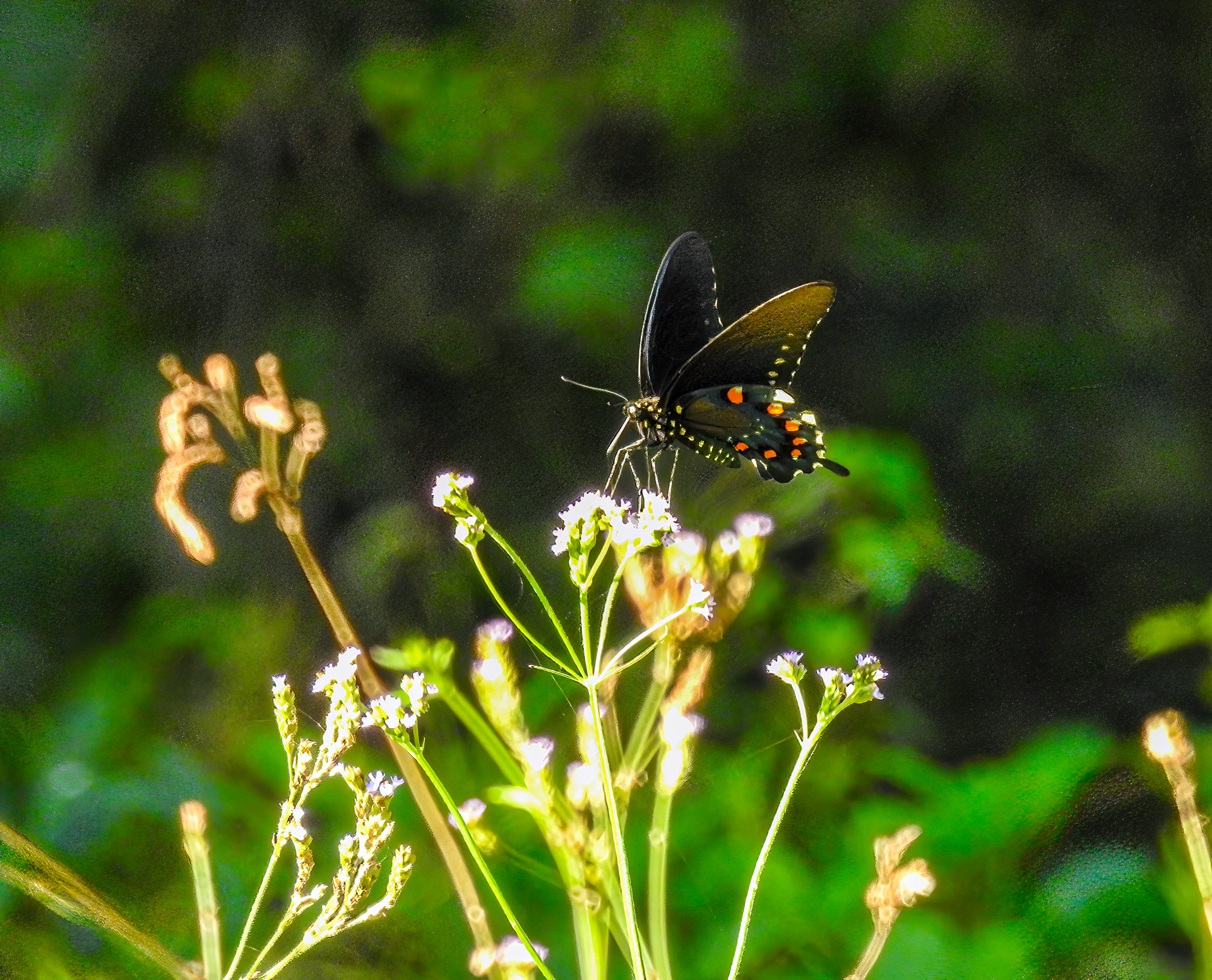 Pipevine Swallowtail
