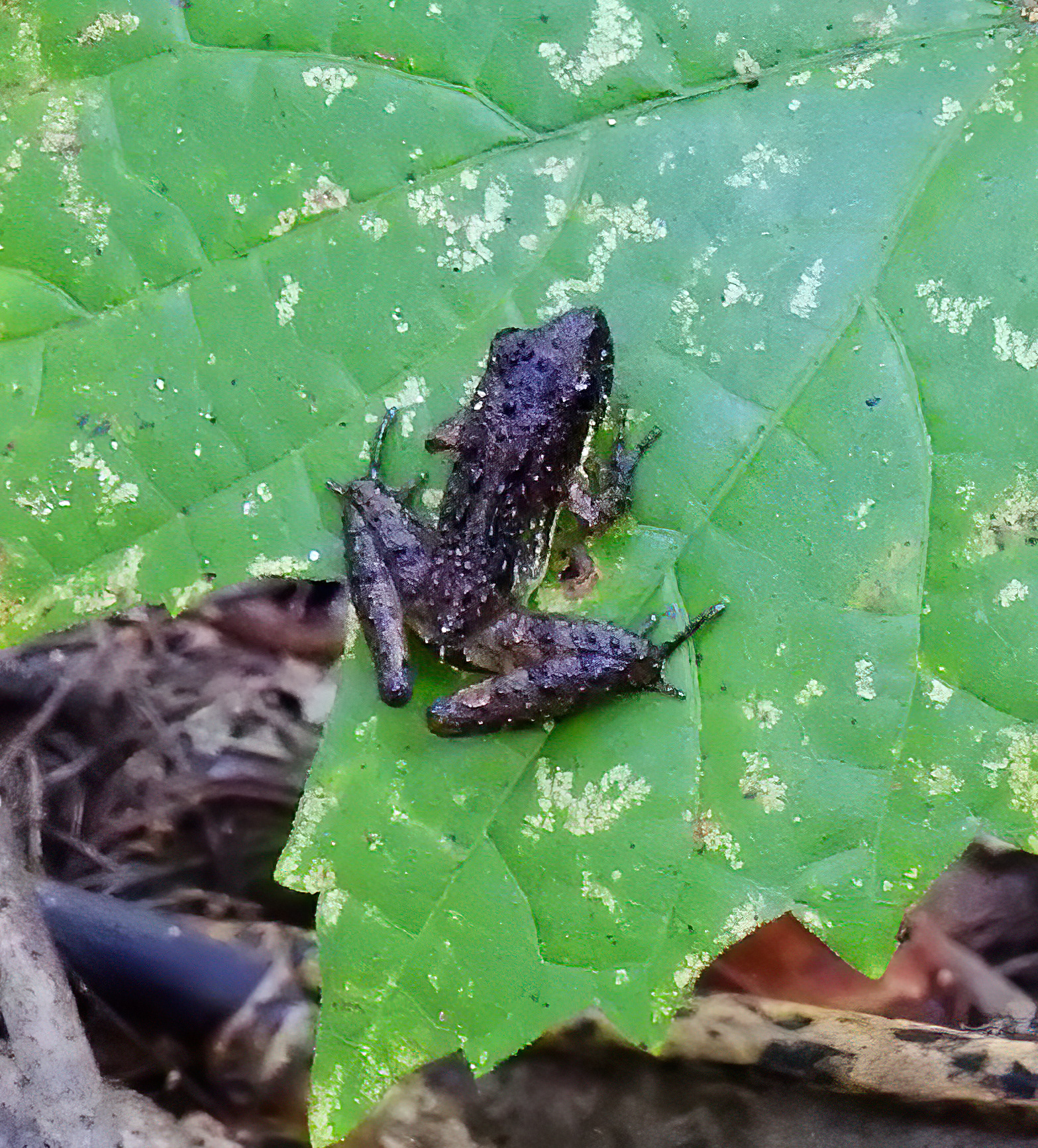 Southern Cricket Frog