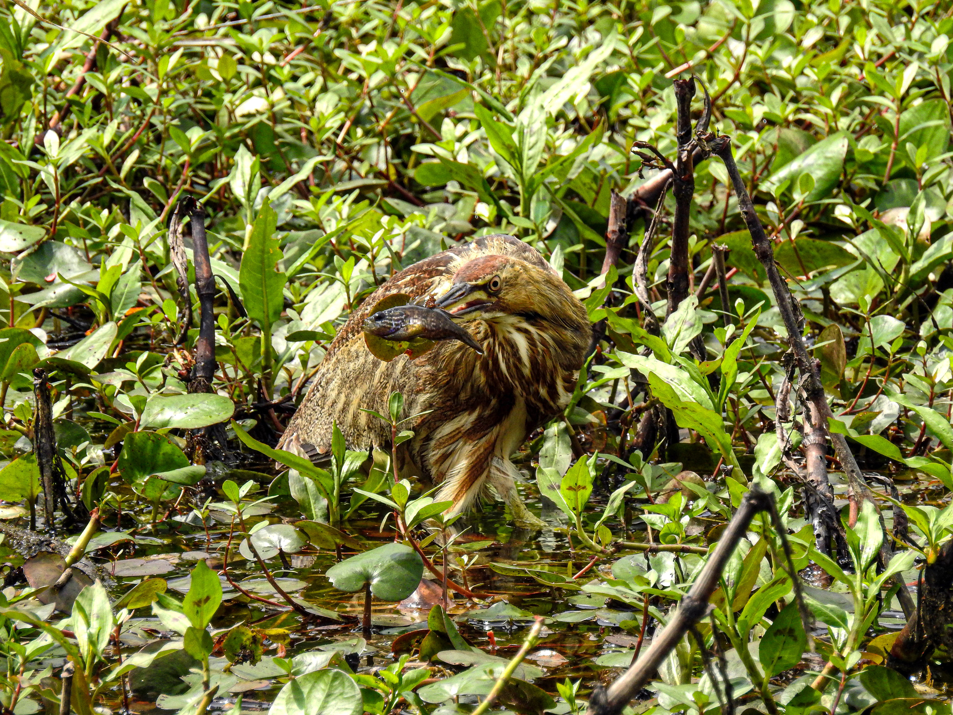 American Bittern