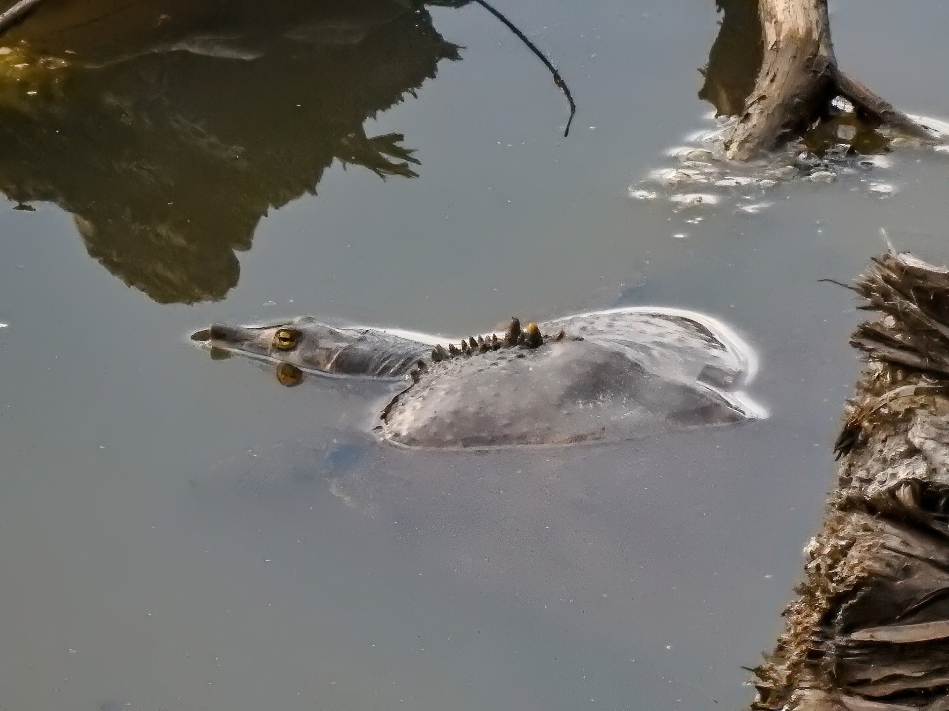 Spiny Softshell Turtle