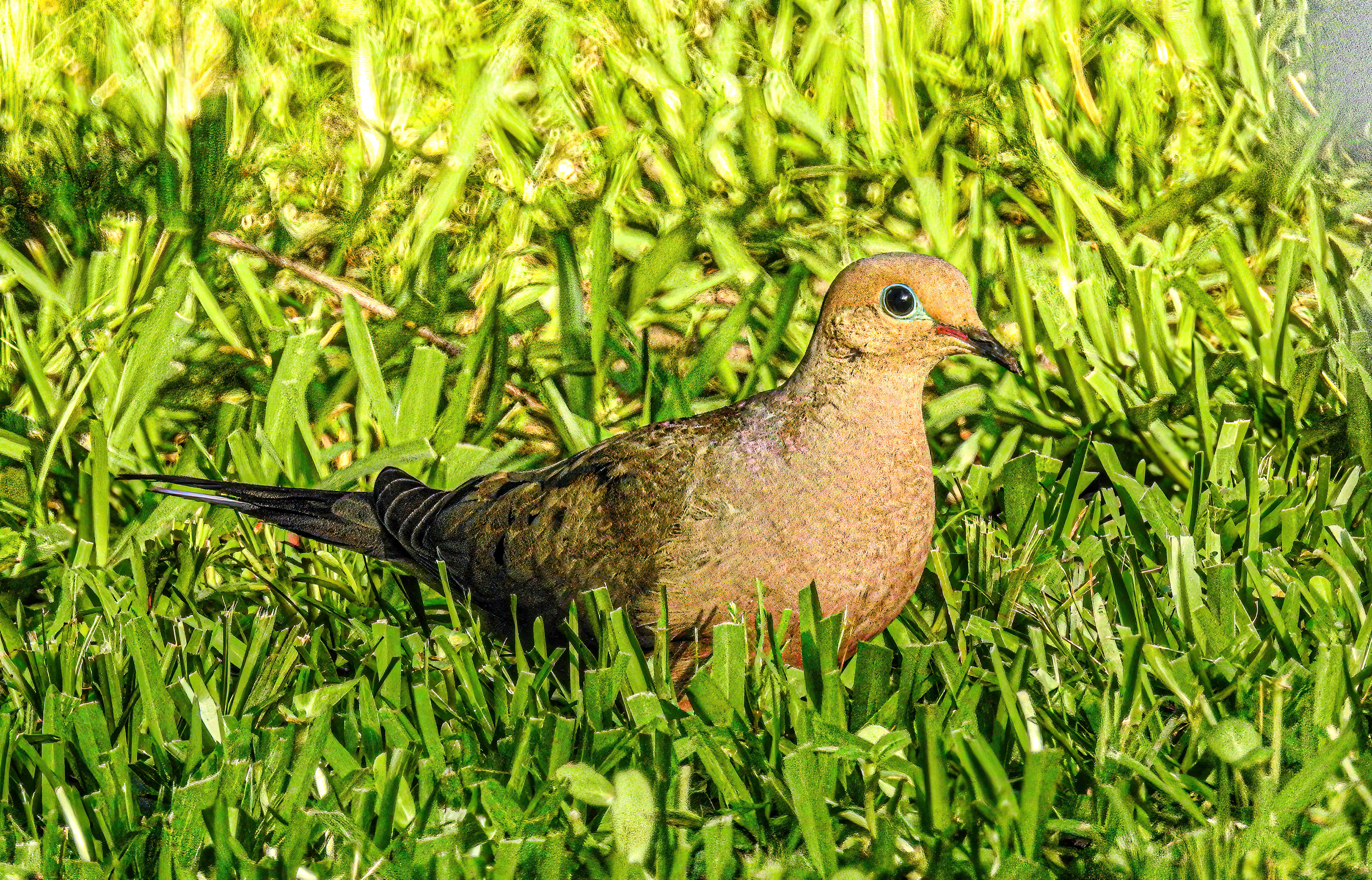 Mourning Dove