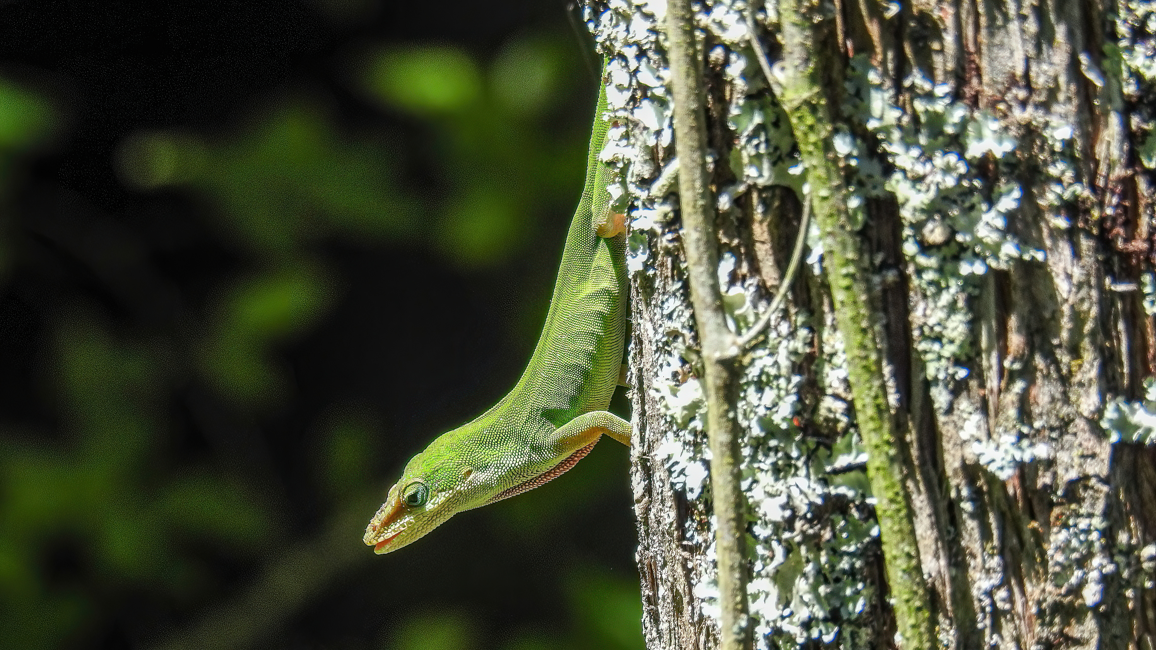 Green Anole