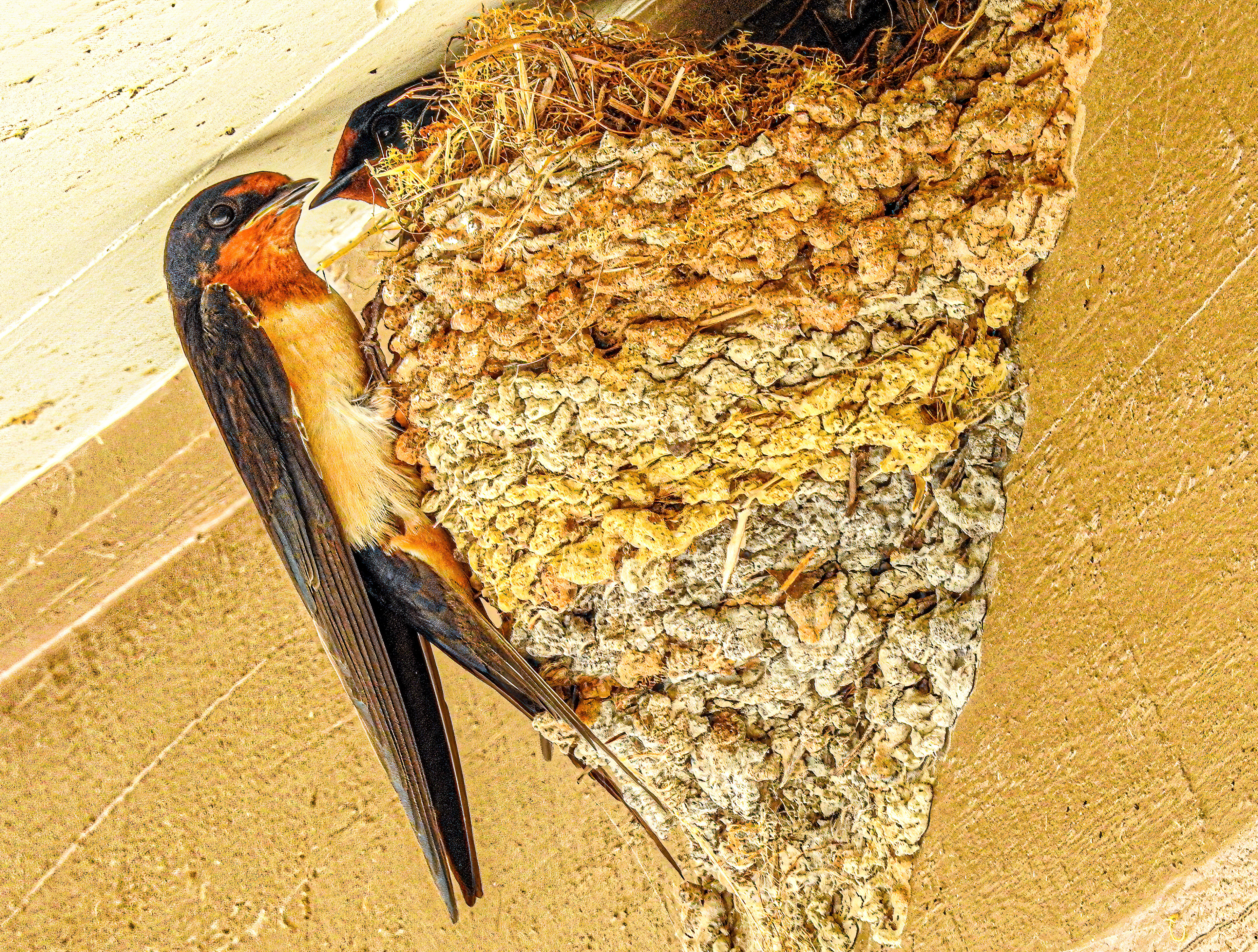 Barn Swallow
