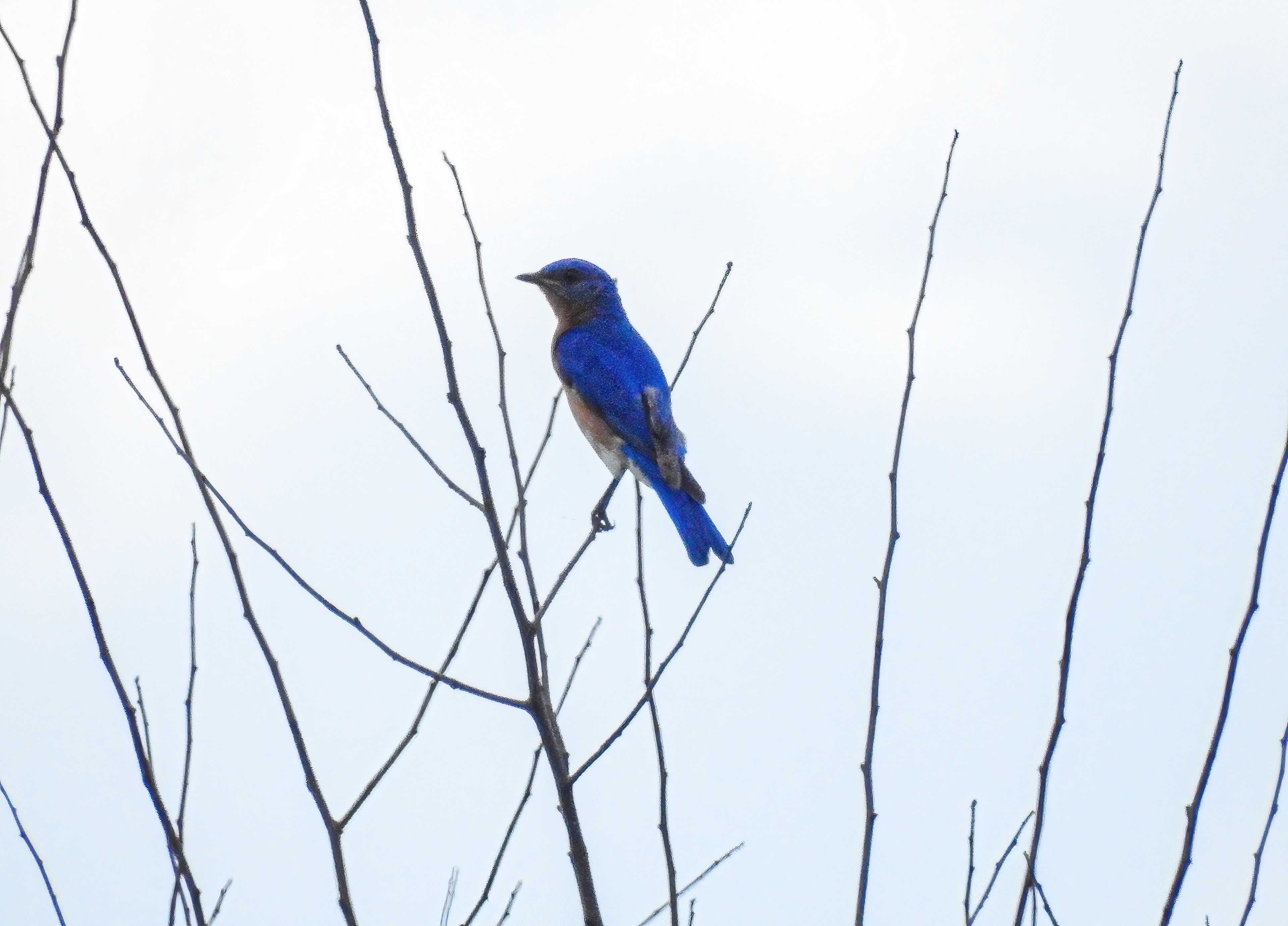 Blue Bird
