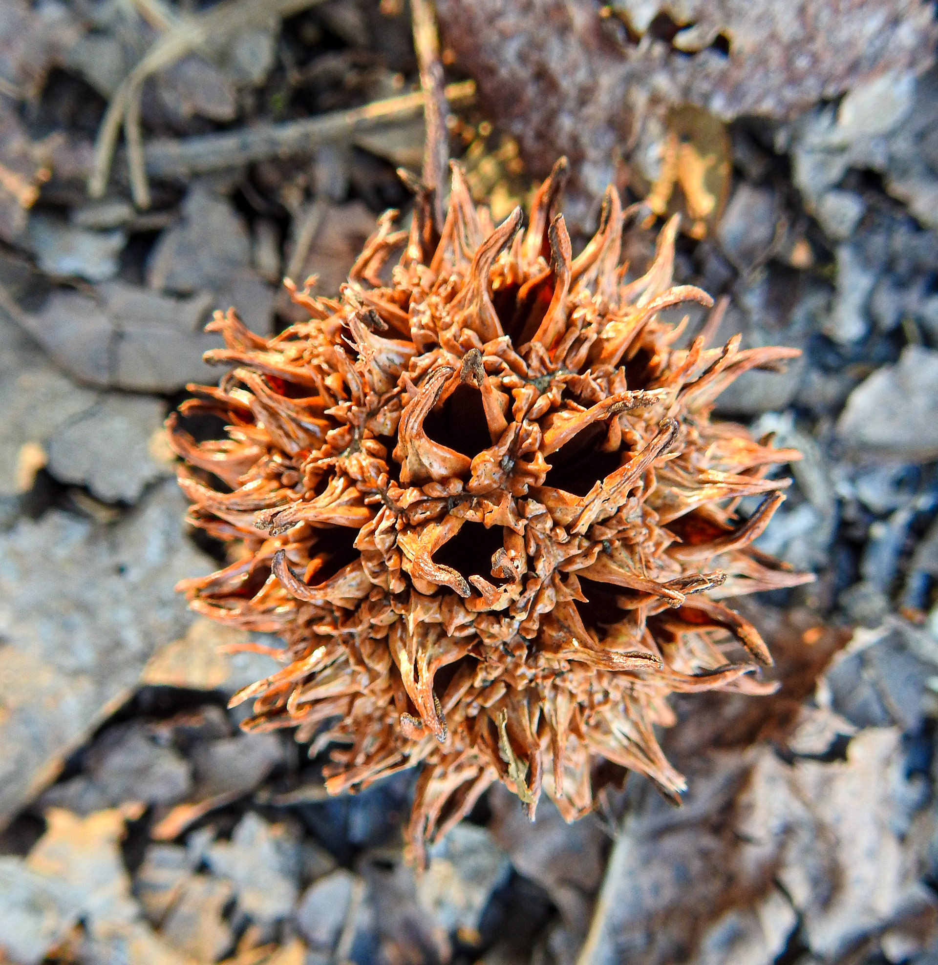 American Sweetgum
