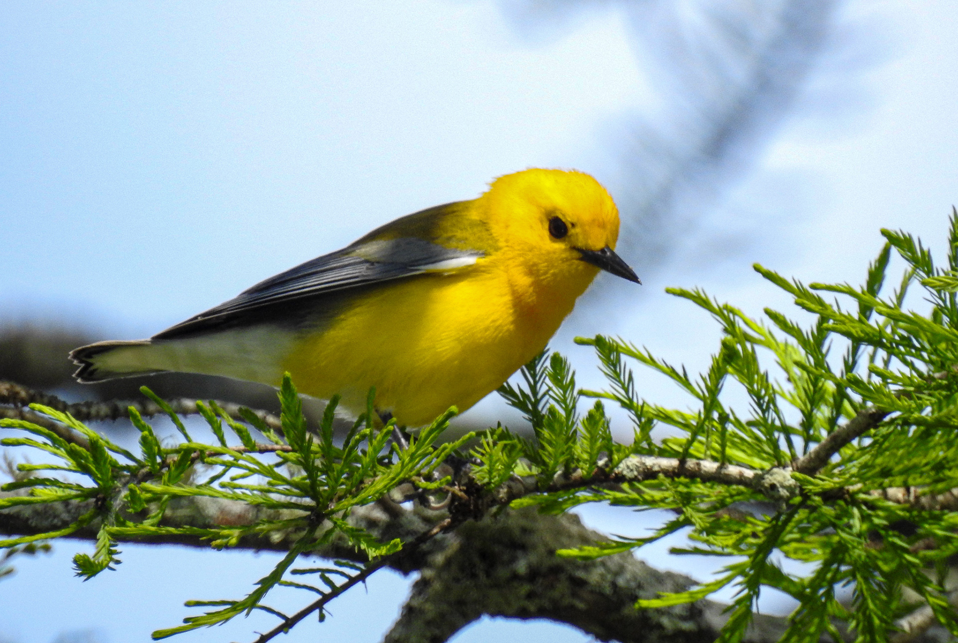 Prothonotary Warbler