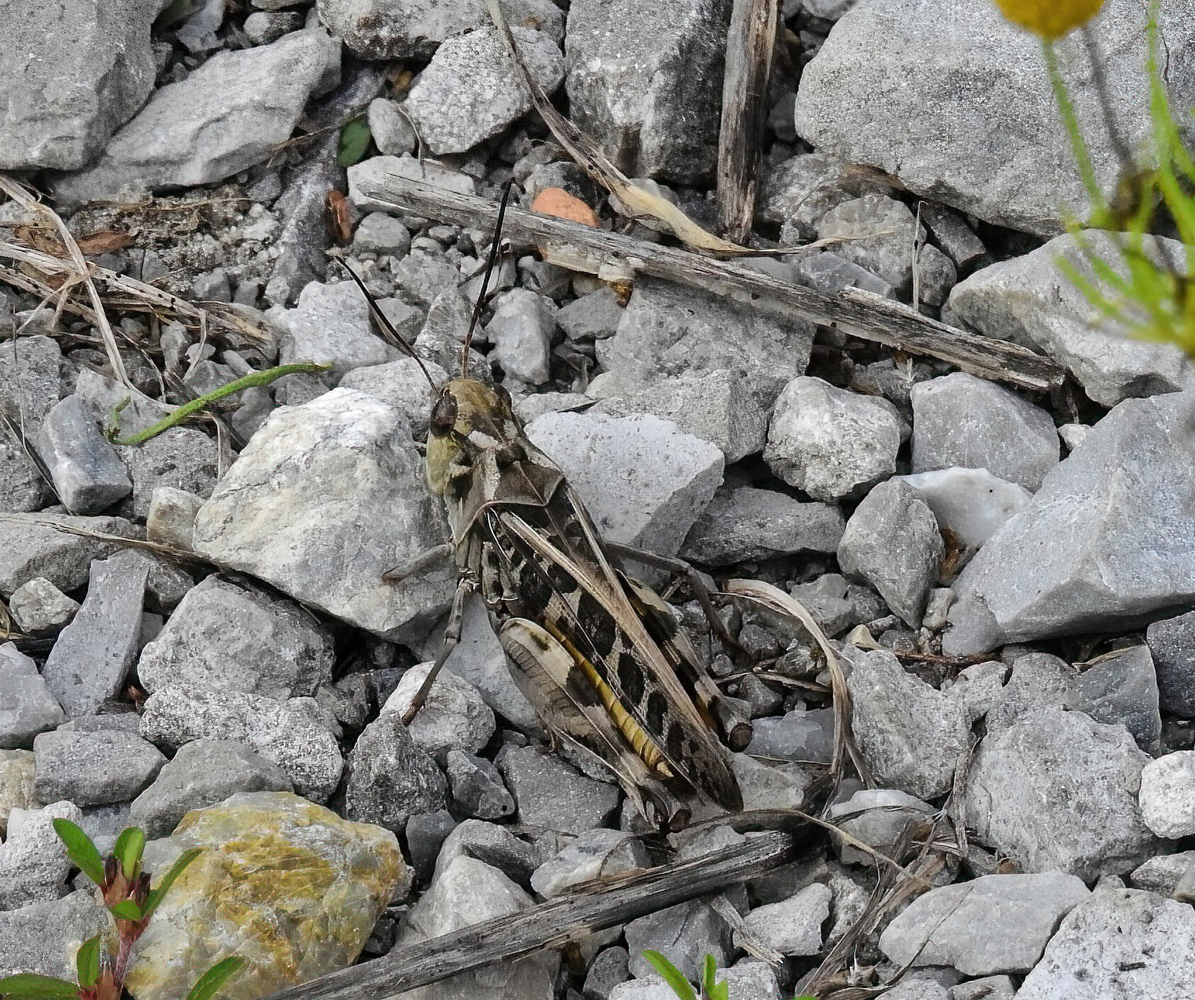 Wrinkled Grasshopper