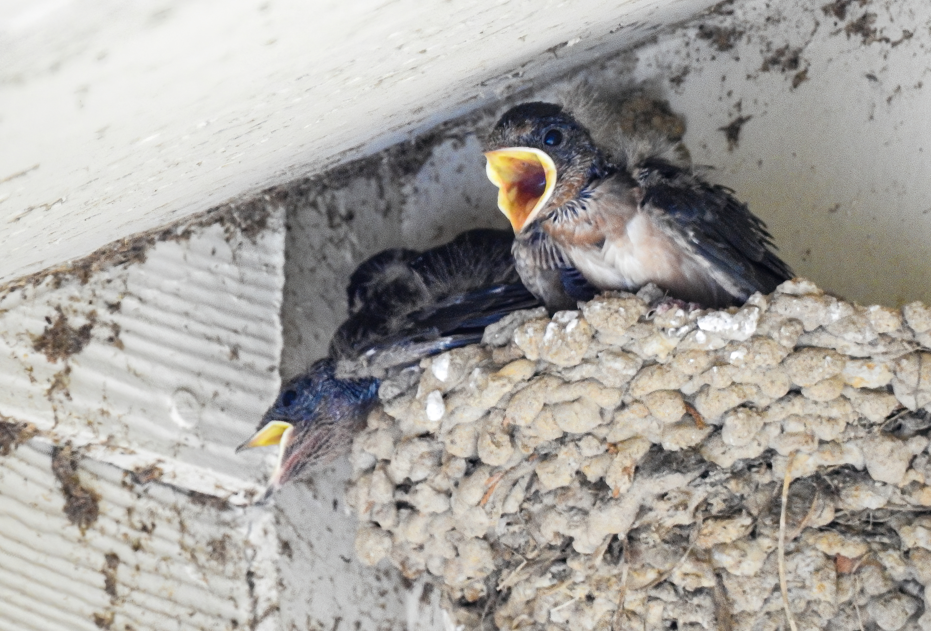 Barn Swallow