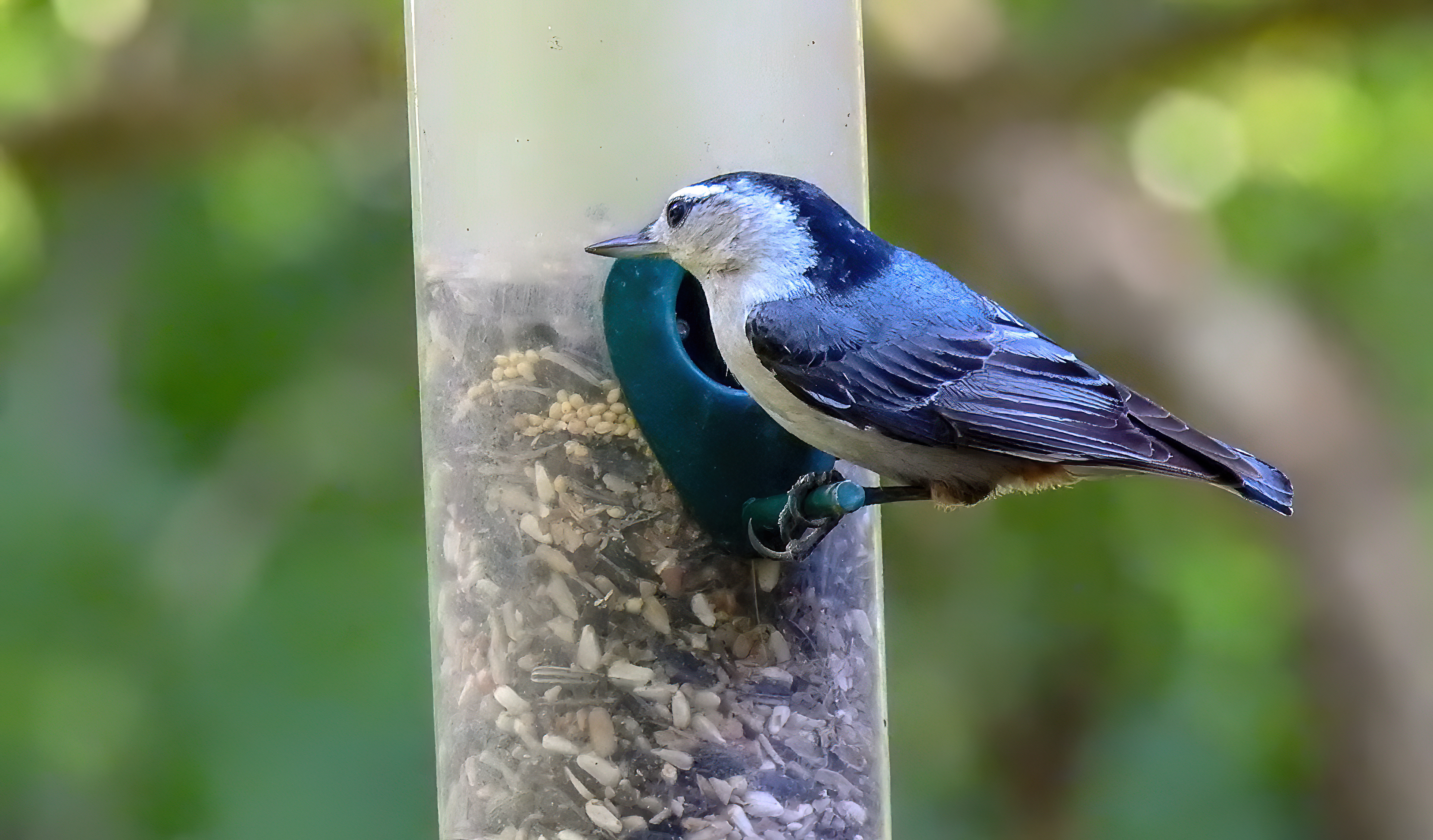 White-breasted Nuthatch
