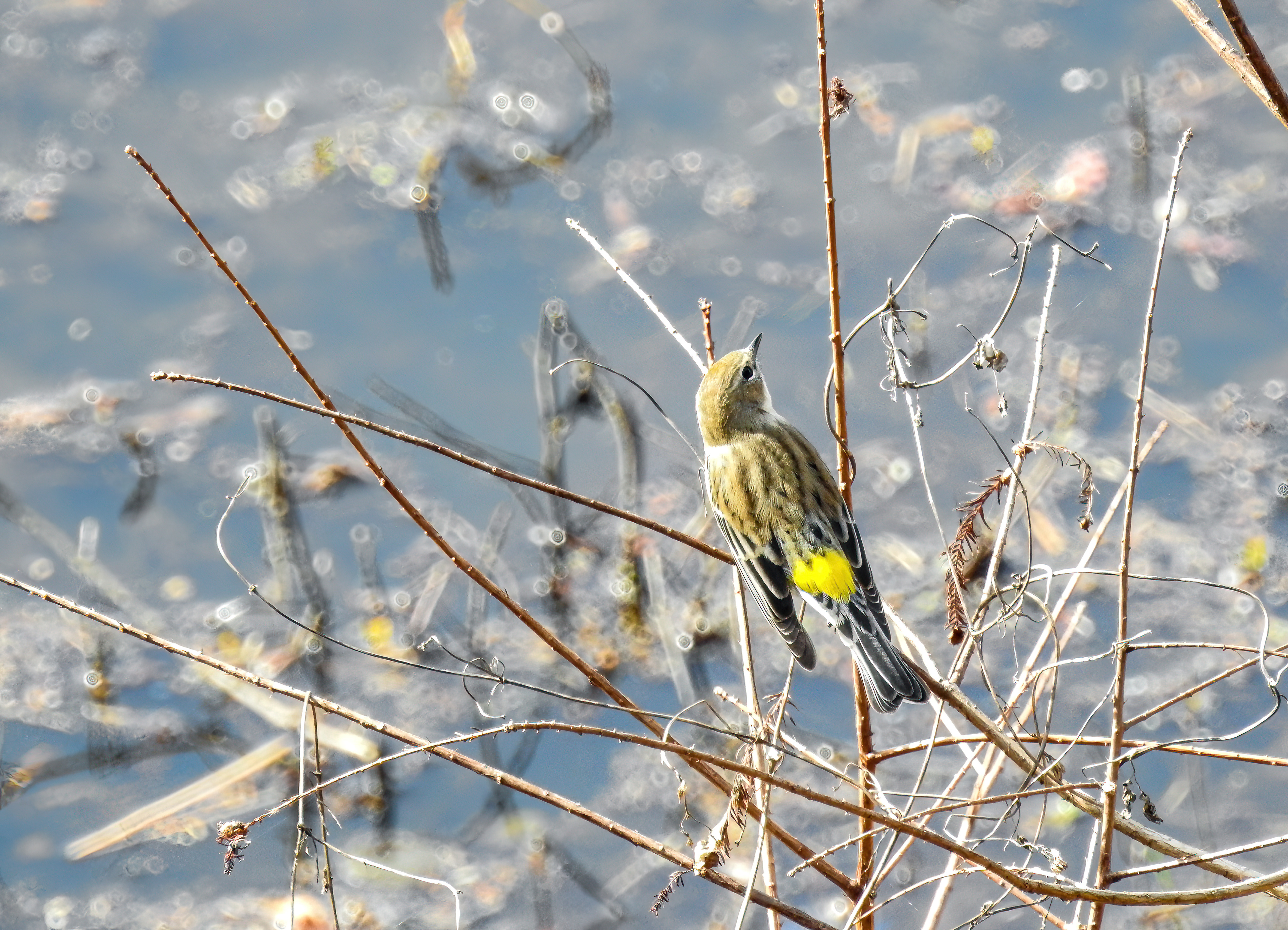 Yellow-Rumped Warbler